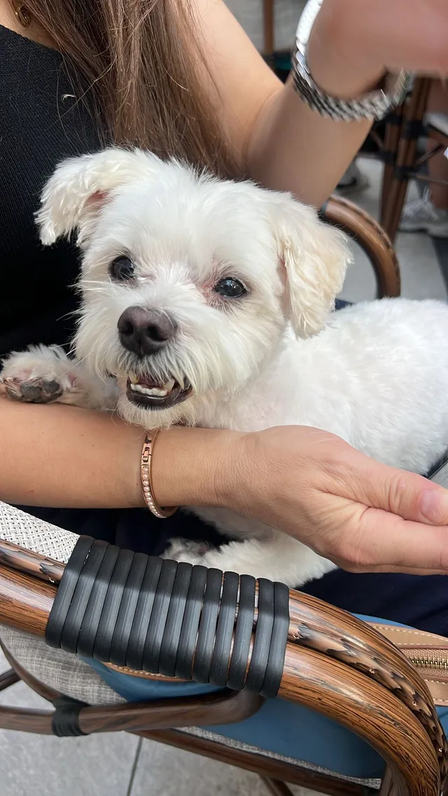 Toby - Longbridge Road, Barking