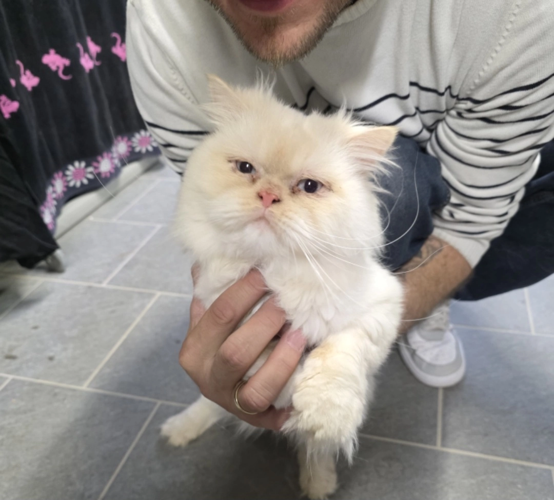 Pablo - Midden Peelweg, Sevenum