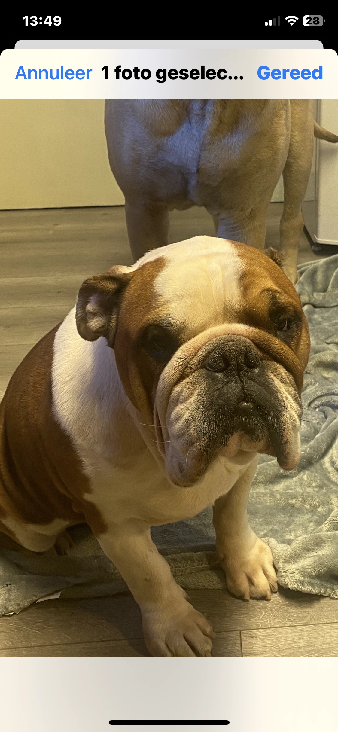 Armany - Keerbaan, Wommelgem