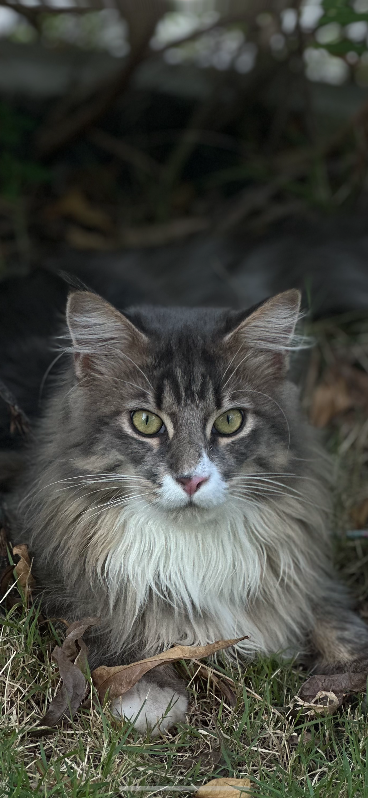 Dexter - ซอยนาใหญ่, Mueang Phuket