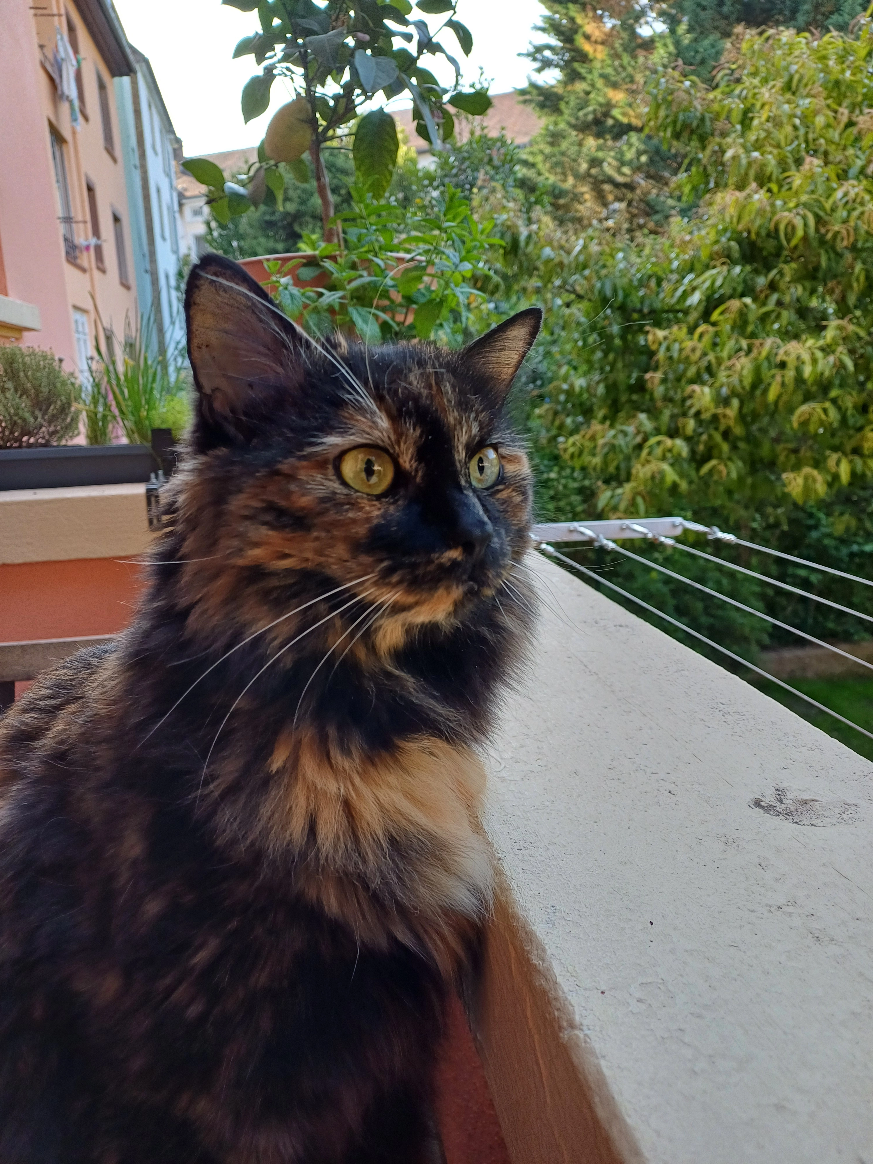 Mimi - 13 Rue du Rouilleux, Magny-sur-Tille