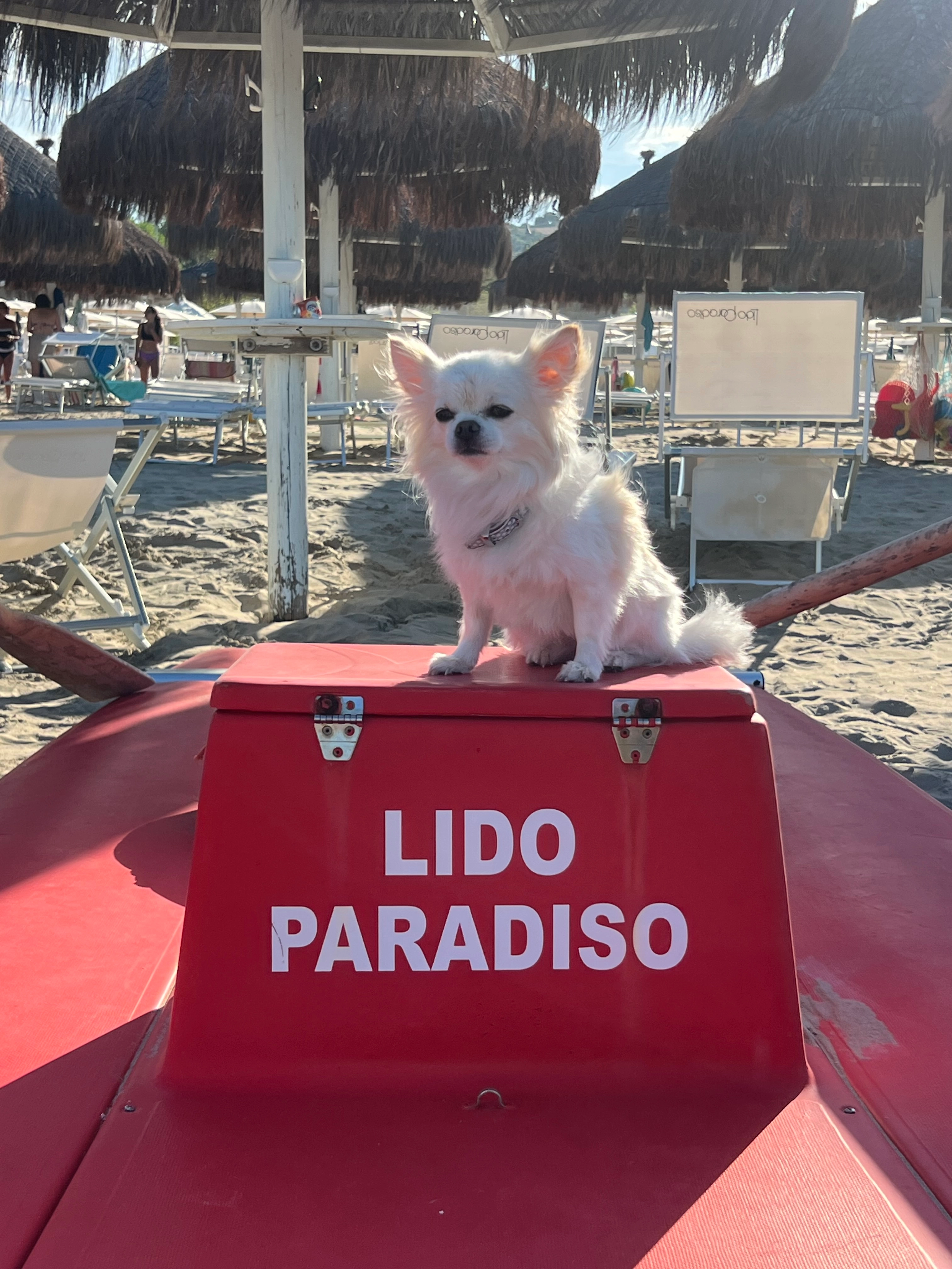 Pailette - Rue du Champ des Oiseaux, Lutterbach