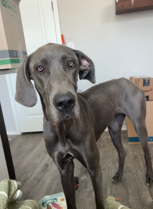 Ruby - 13625 W Lisbon Ln, Surprise
