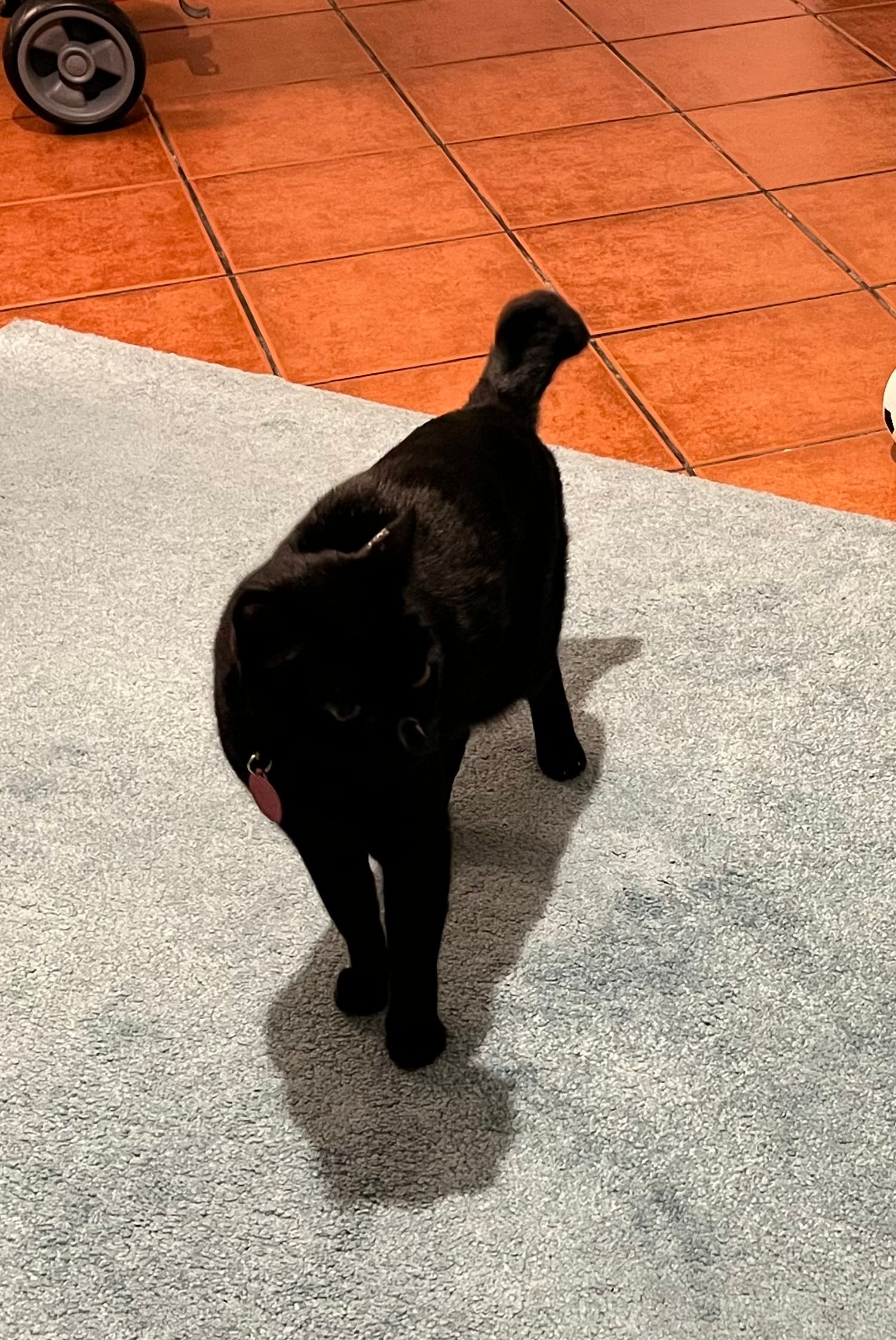 Miminho - Travessa Inácio Pereira, São Domingos de Rana