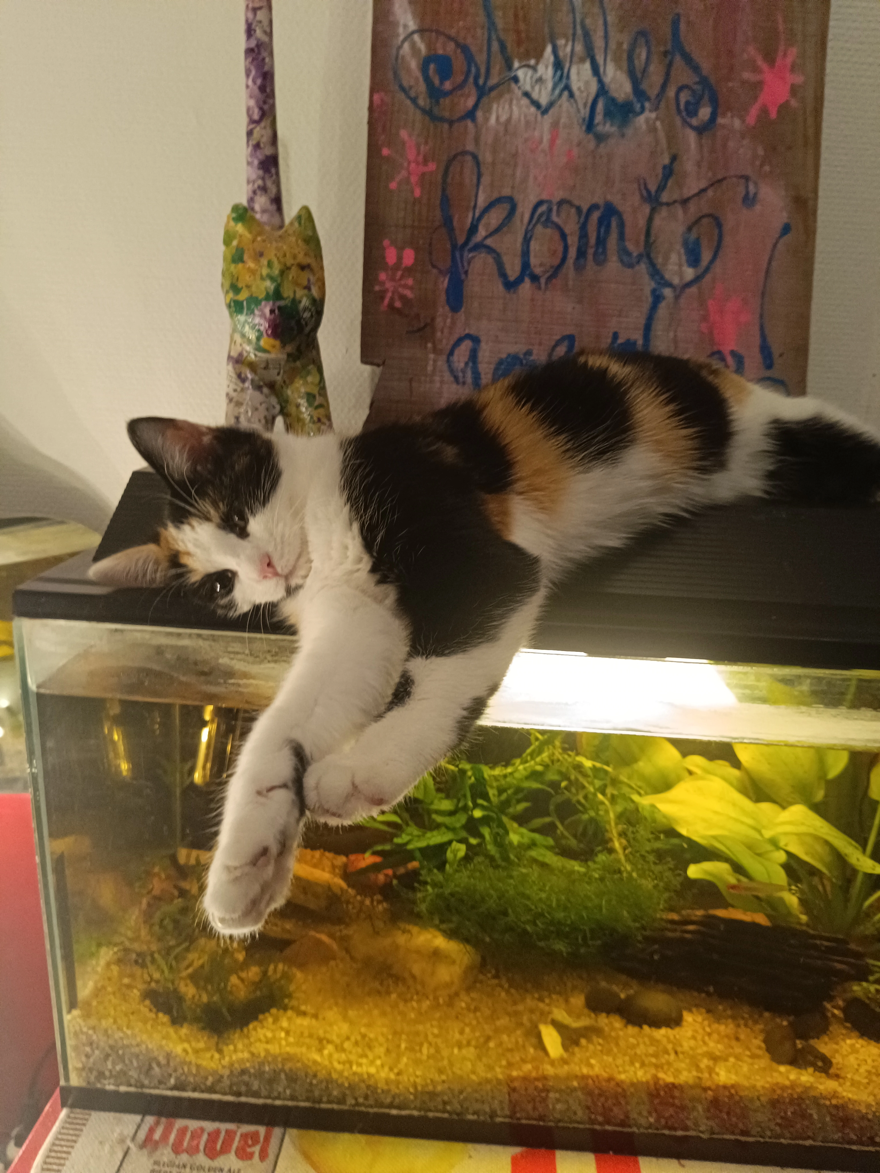 Kiwi - Hospitaalstraat, Oostende