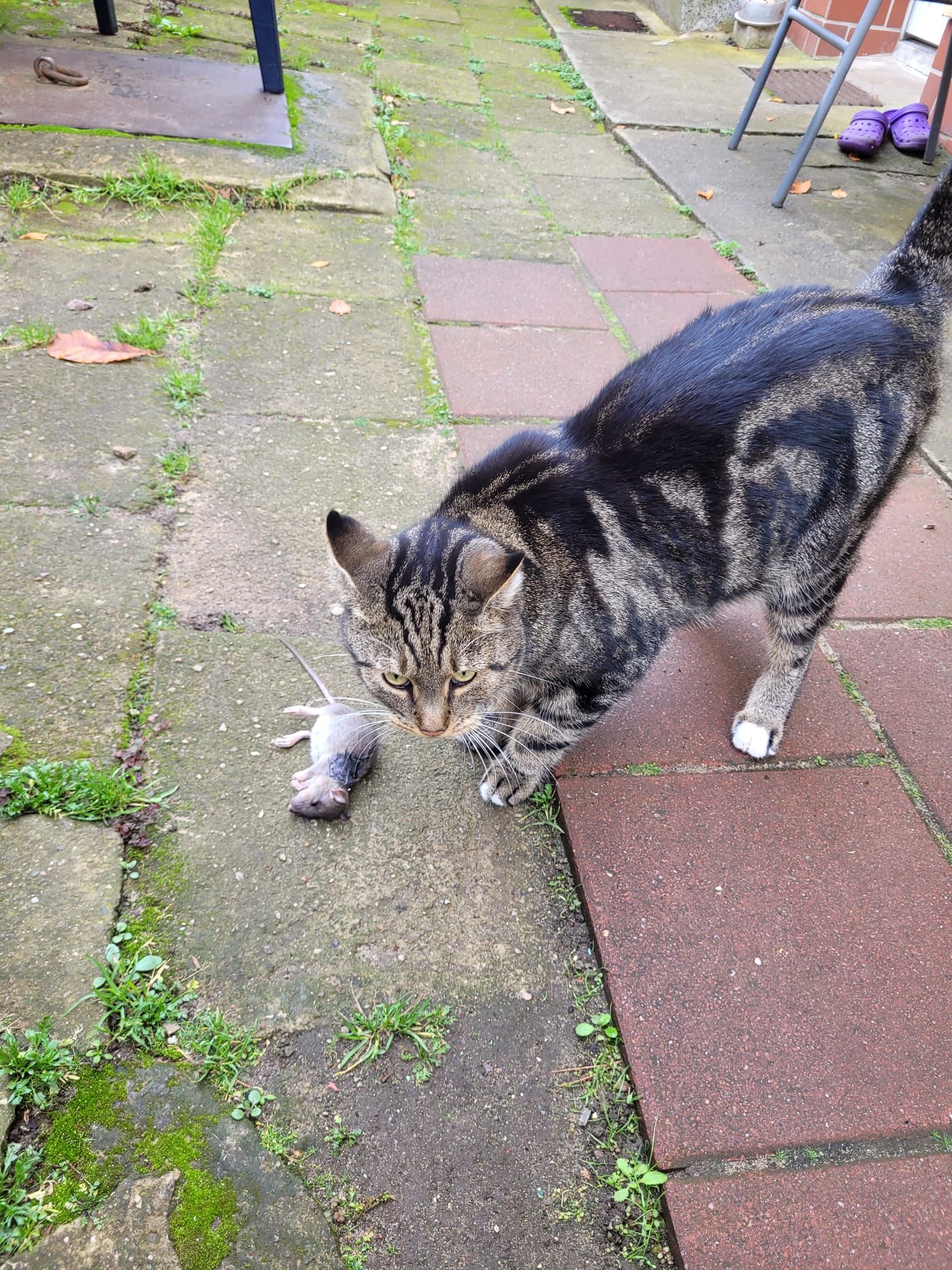 Ricky - Biesenthaler Straße, Schorfheide