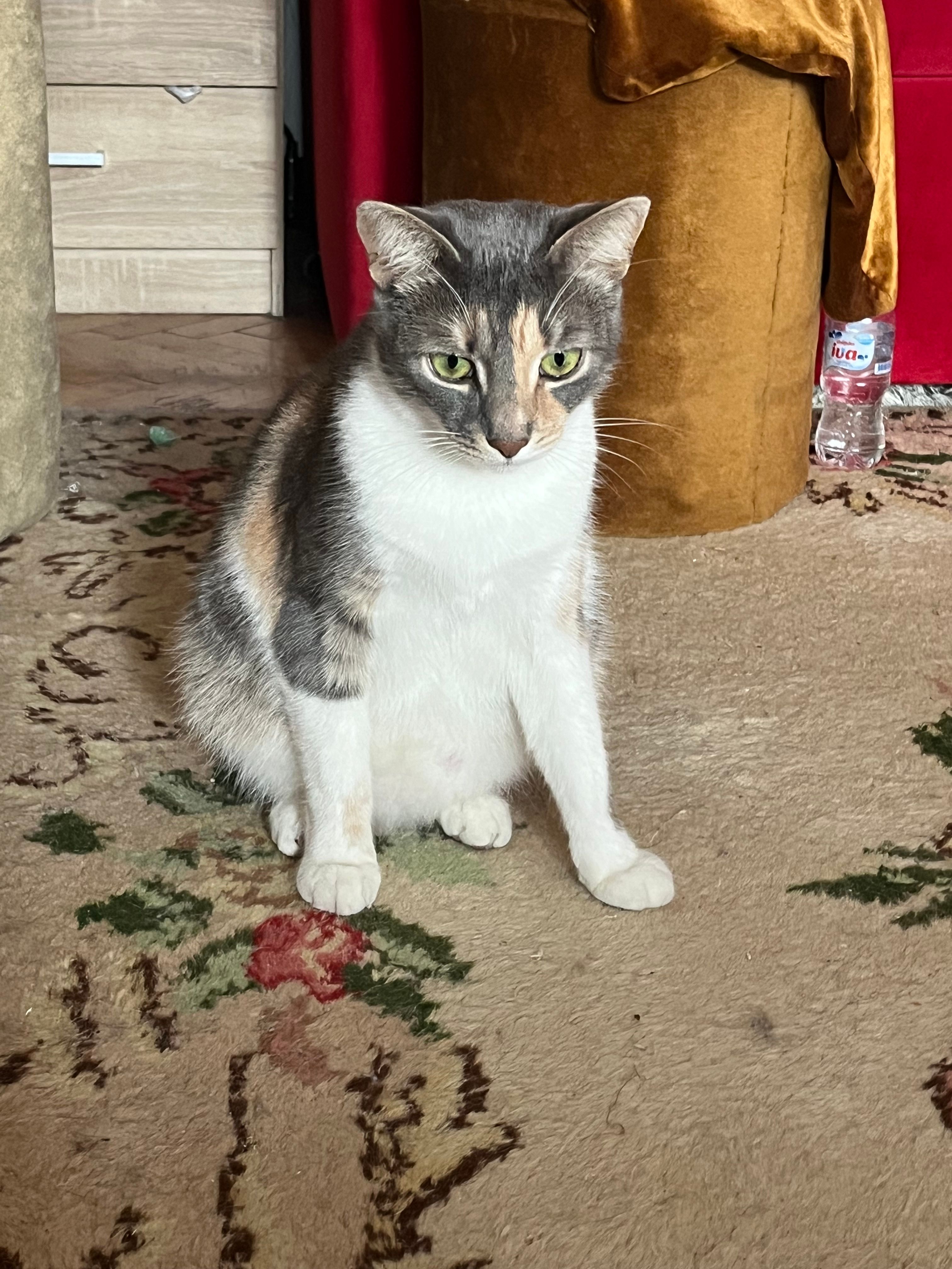 Pepa - Bubanjskih heroja 5, Niš