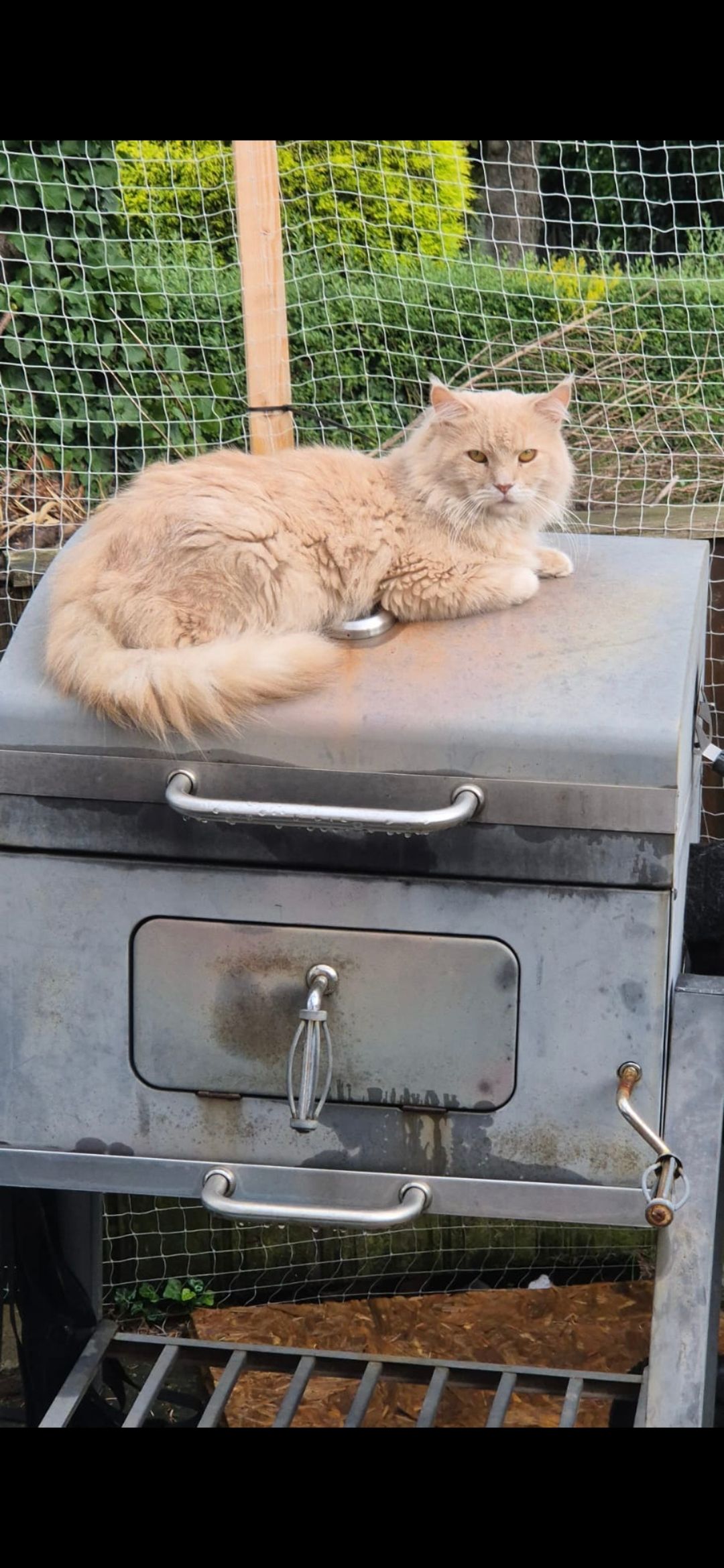 Simba - Mühlenberg, Rehburg-Loccum