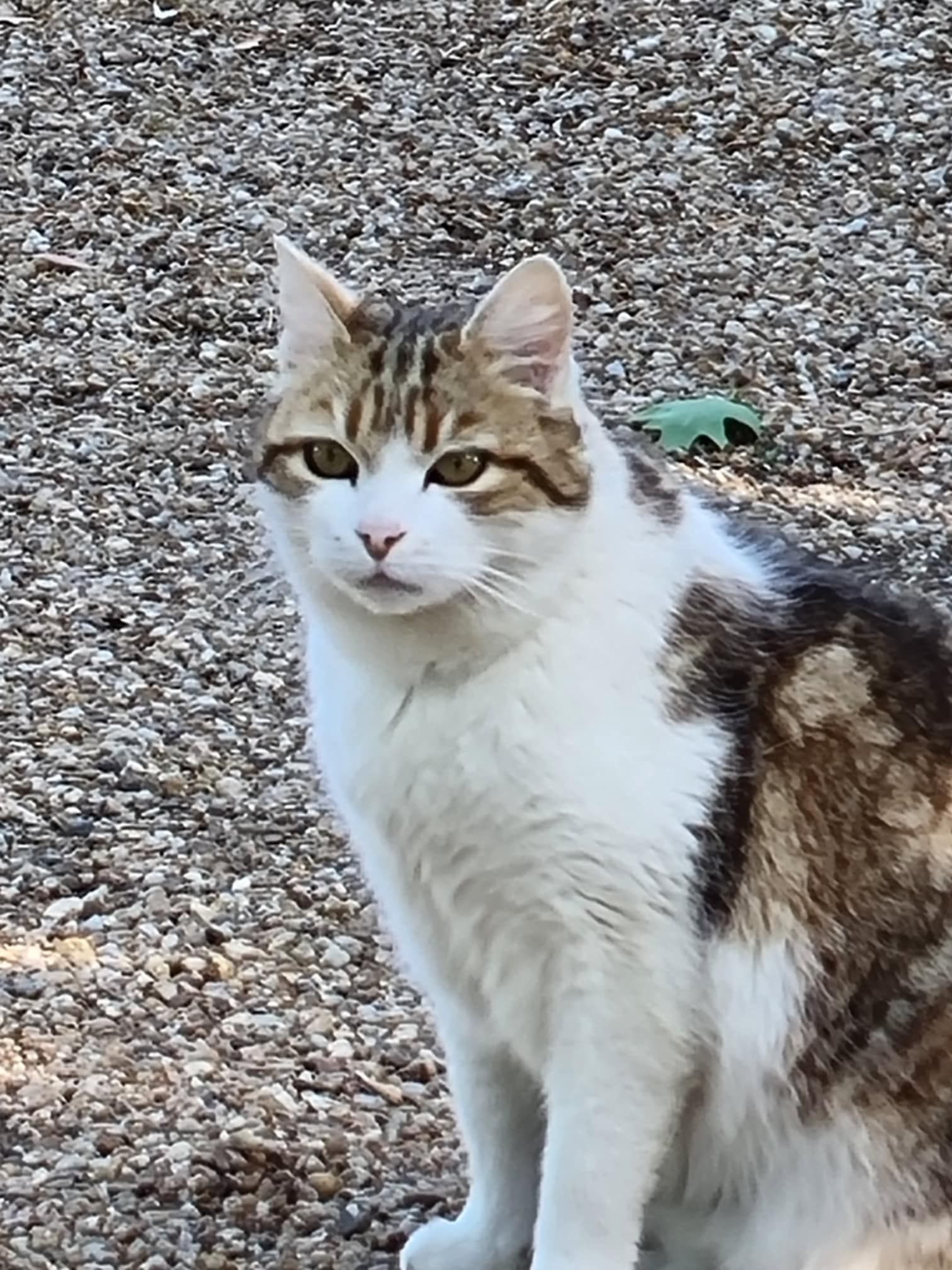 Capsule - Impasse De La Cholette, Sigloy