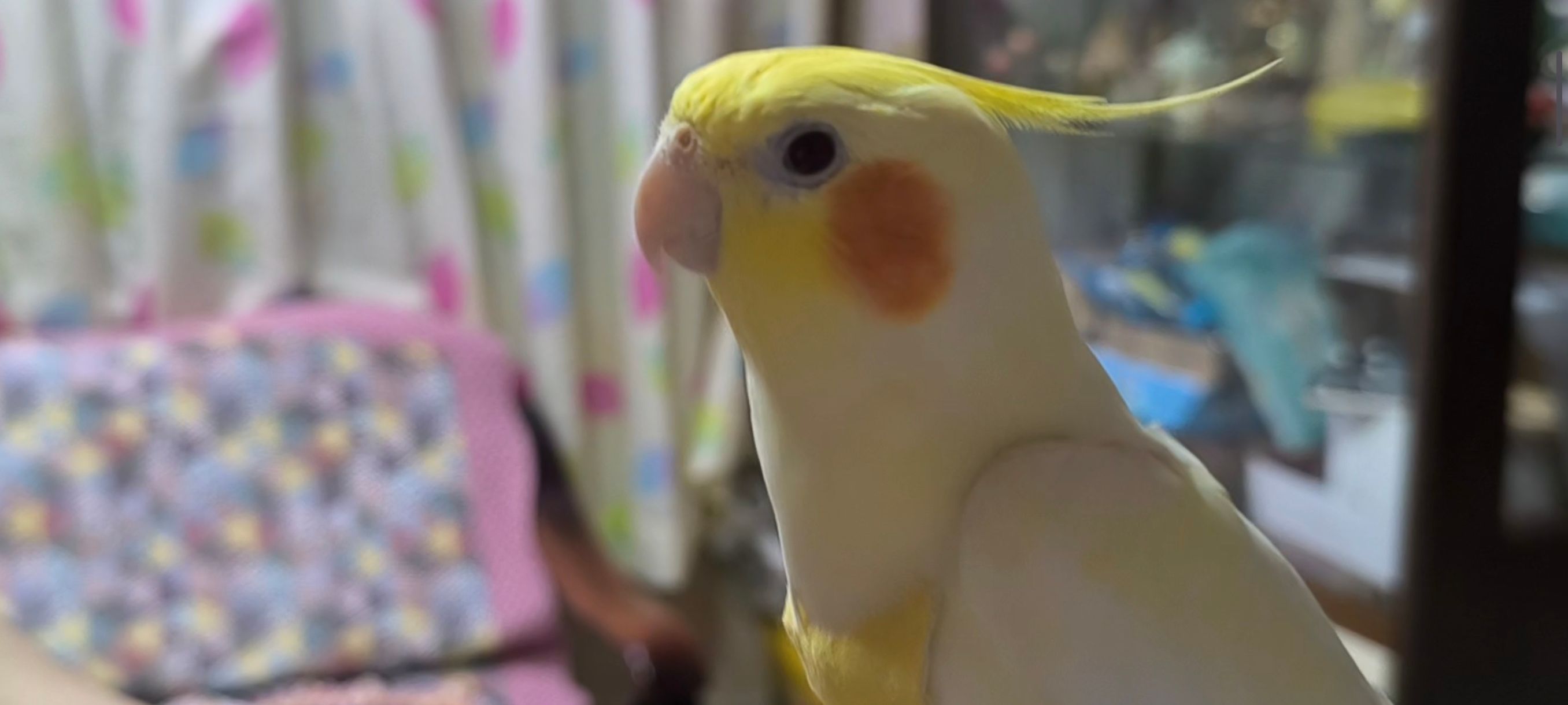 Moon - 31550, Pusing