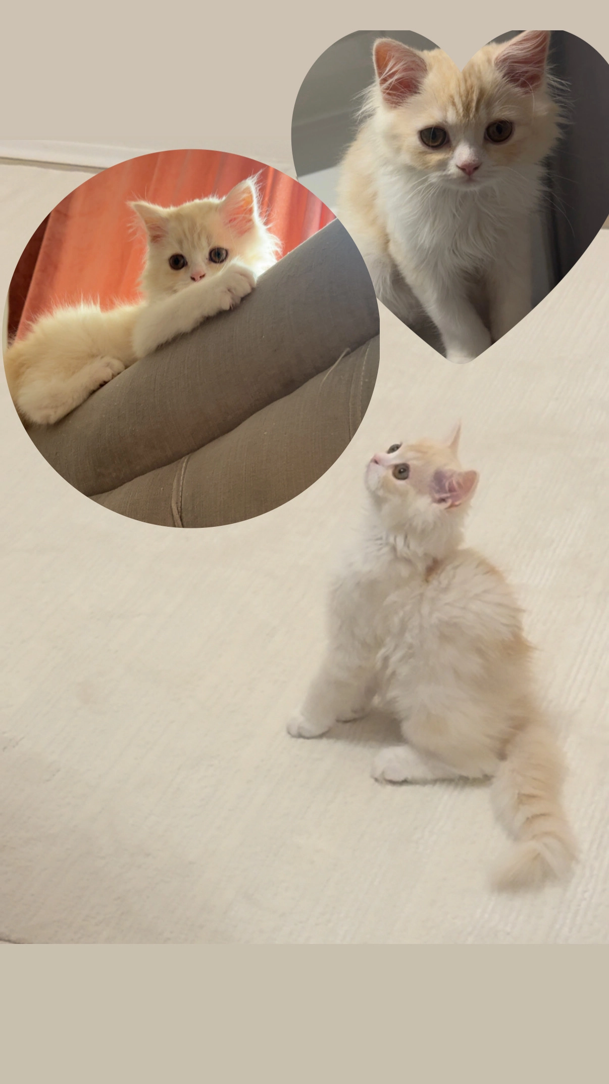 Simba - Pilgerimgasse, Wien