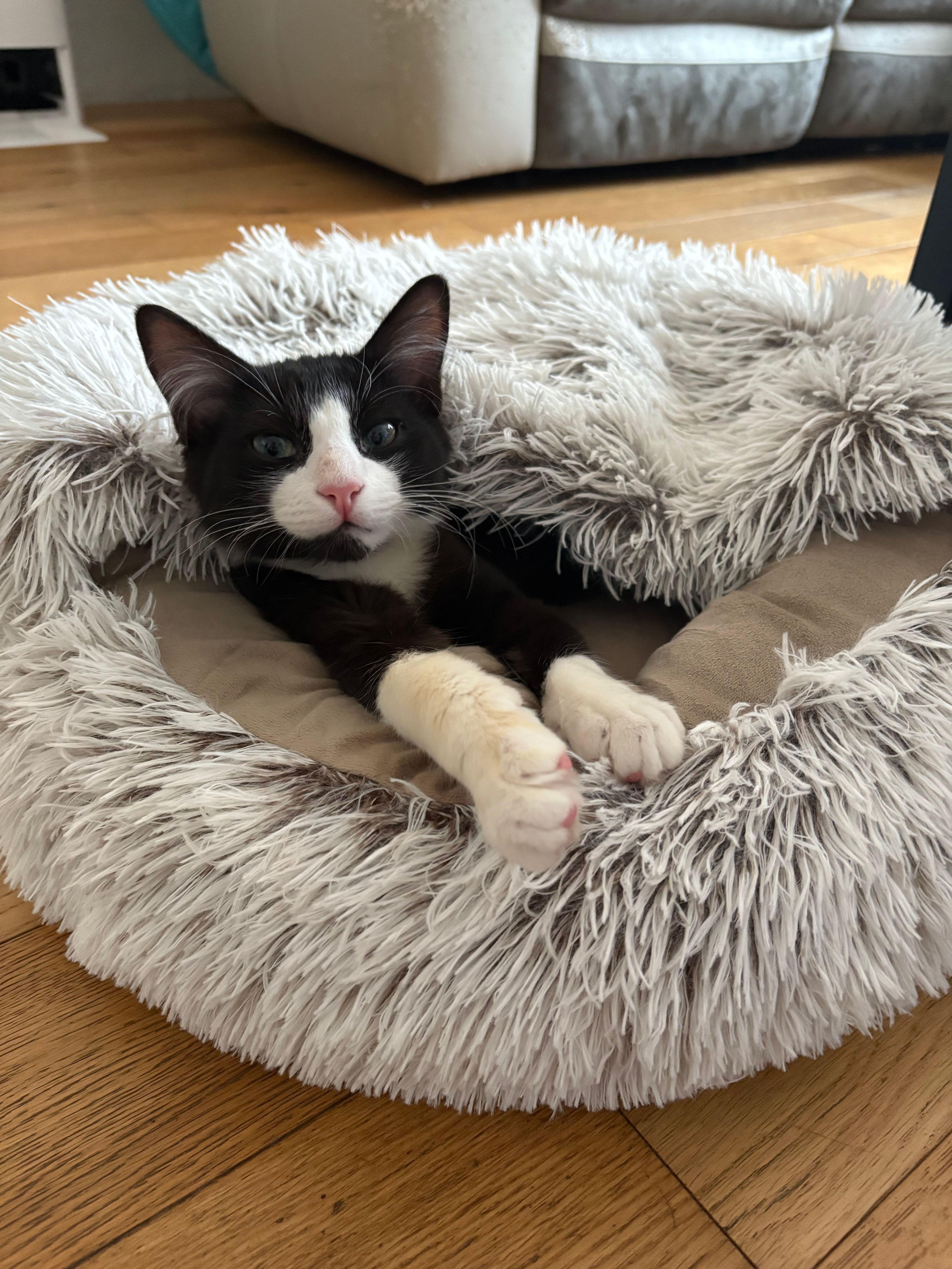 Volt - D 26, Pont-Scorff