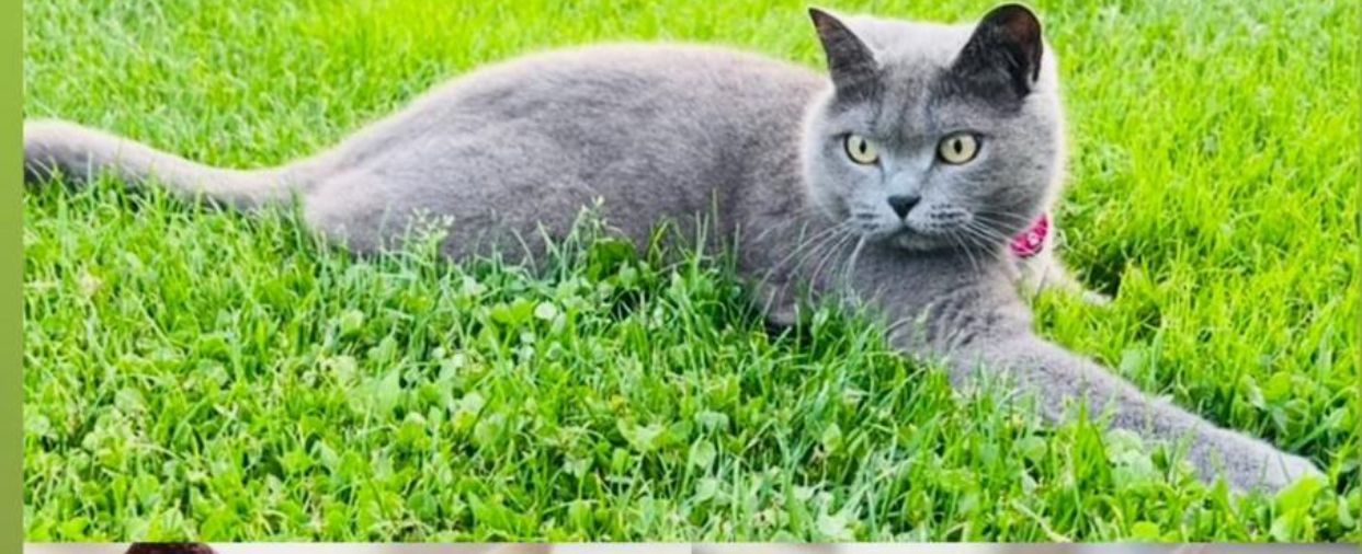 Kitty - Am Rinkental, Olsberg