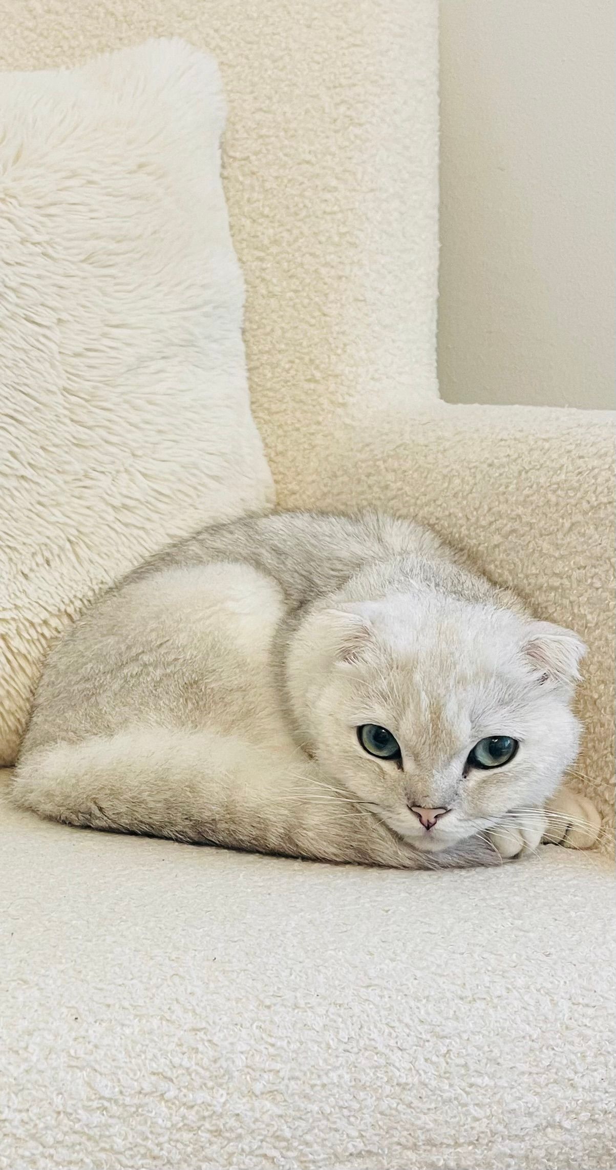 Scotch fold - Korpikontiontie, Vantaa