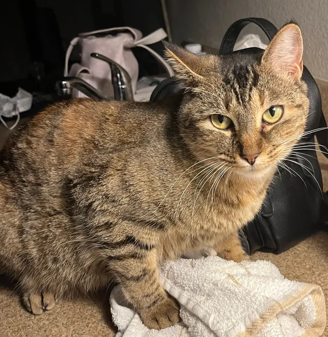 Nala - Bennington Avenue, Cleveland