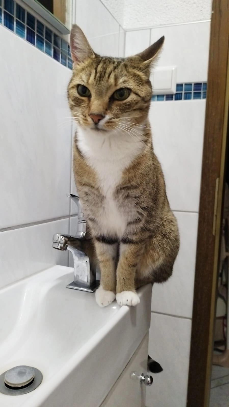 Grizzly - Kreuzackerstraße, Aalen