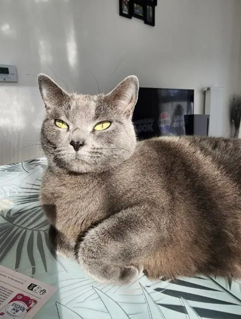 Kalia - Avenue Aristide Briand, Chartres