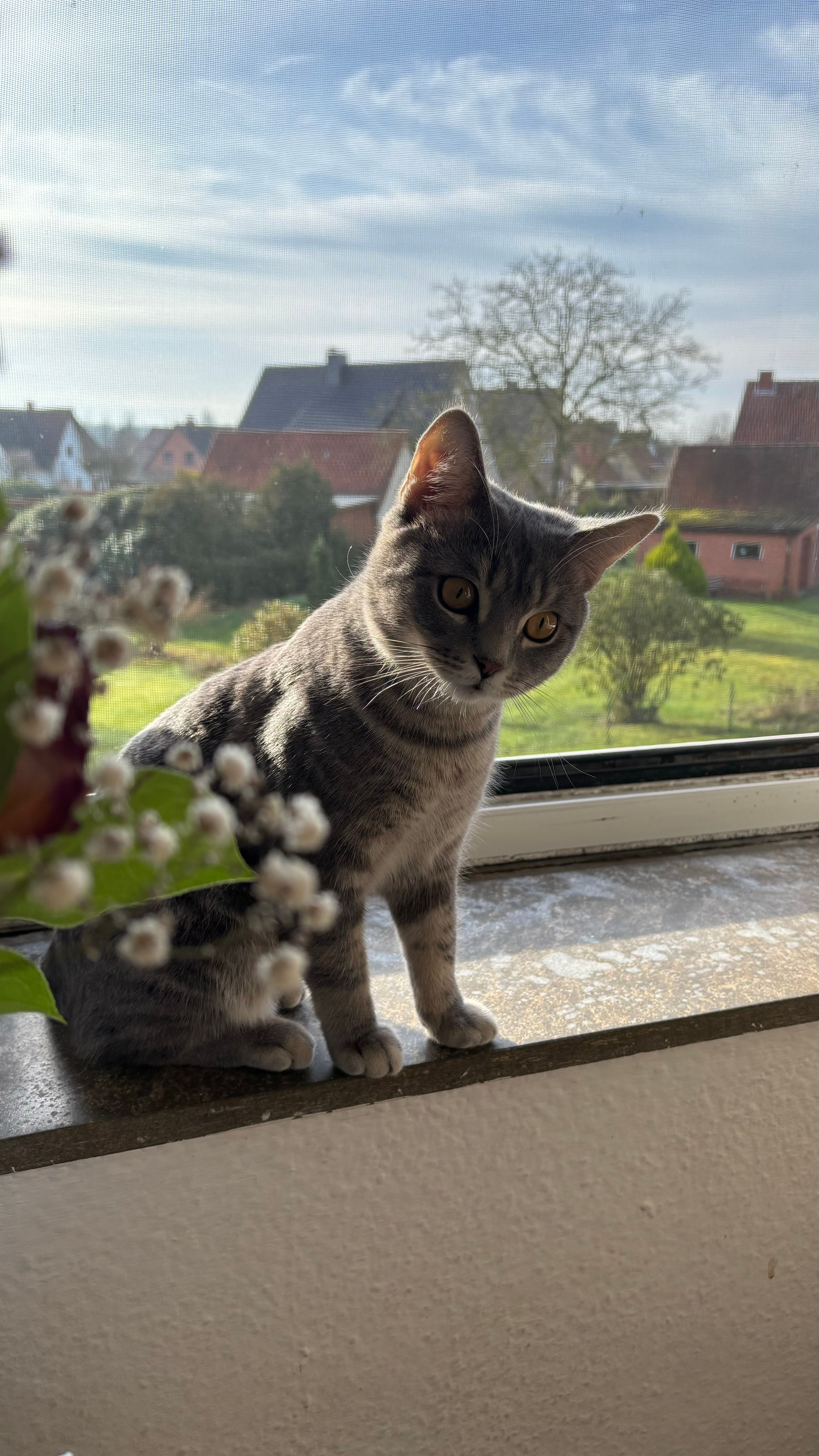 Simba - Nienburger Straße, Bücken