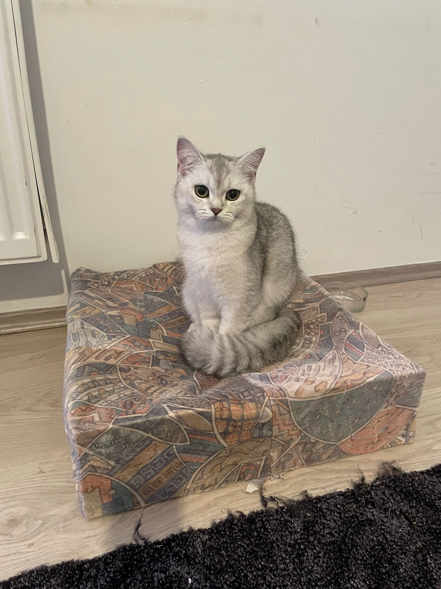 Silh  - Johannistorwall, Osnabrück