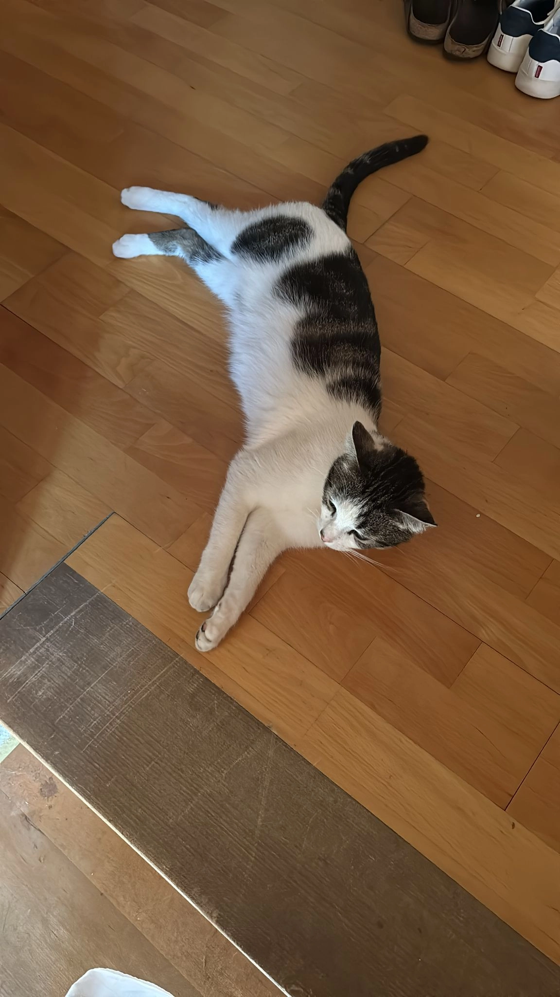 Poe bzw. Mr. Kätz - In Der Laubendöll, Lug