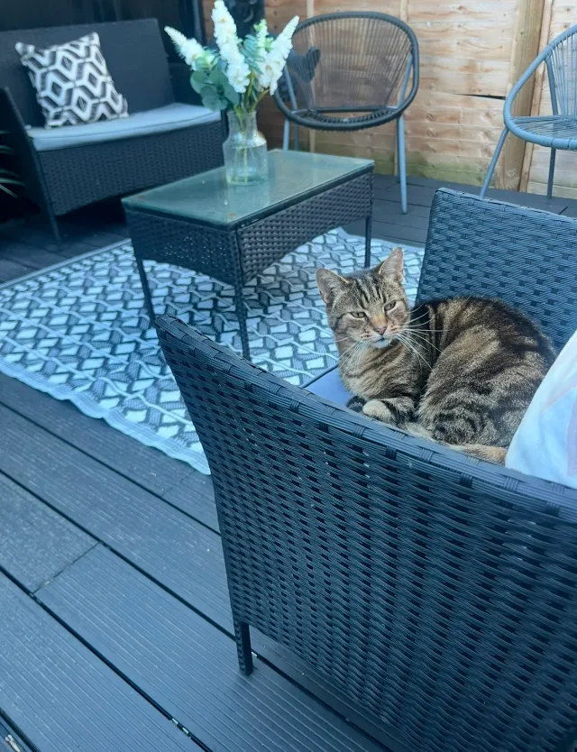 Tigger  - RM13 8, Rainham