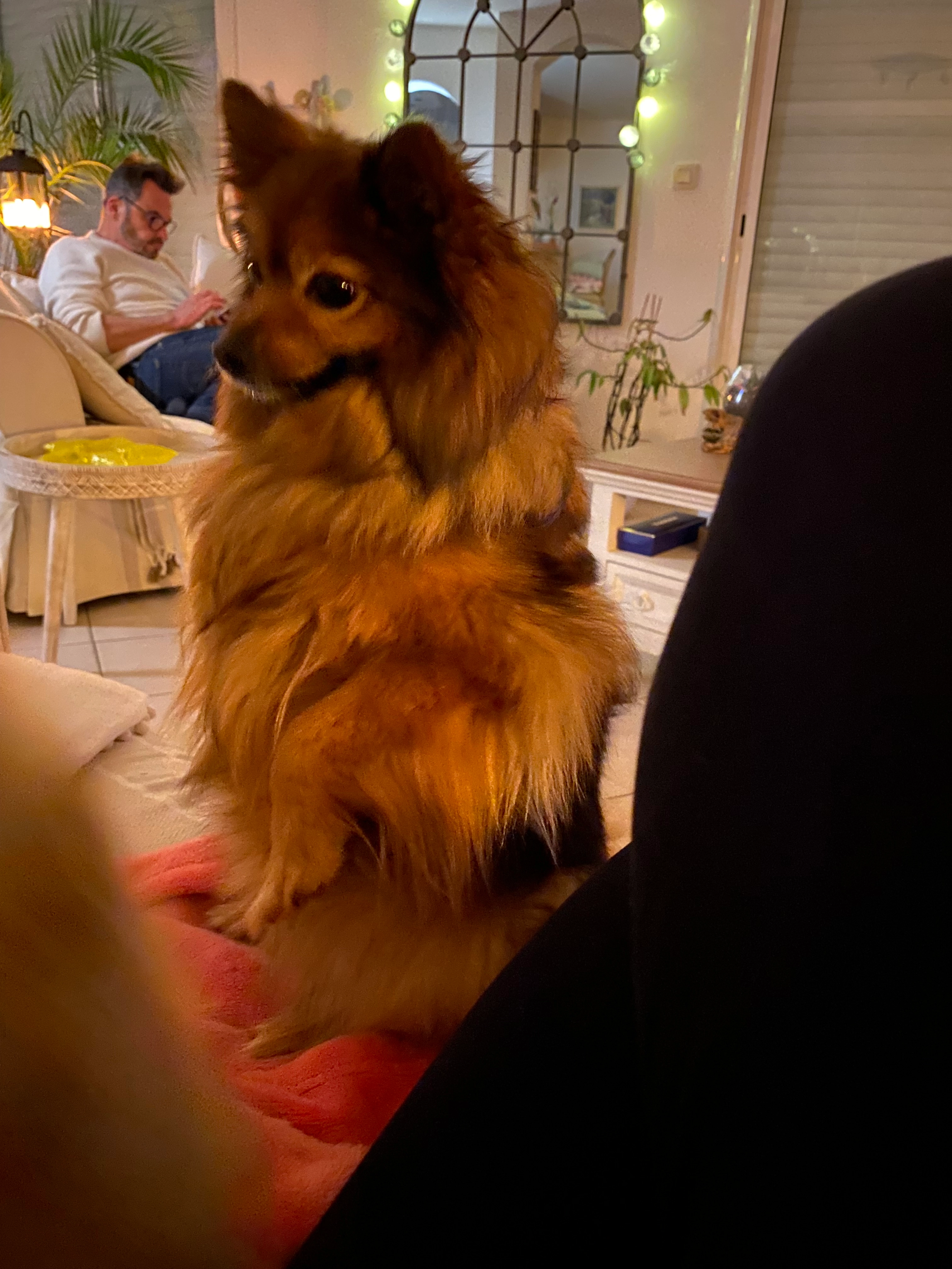 Molly - Rue de Verdun, Gisors