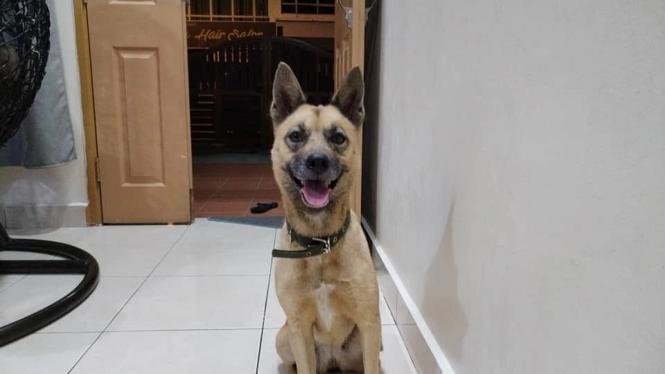 Pebble - 81800, Ulu Tiram