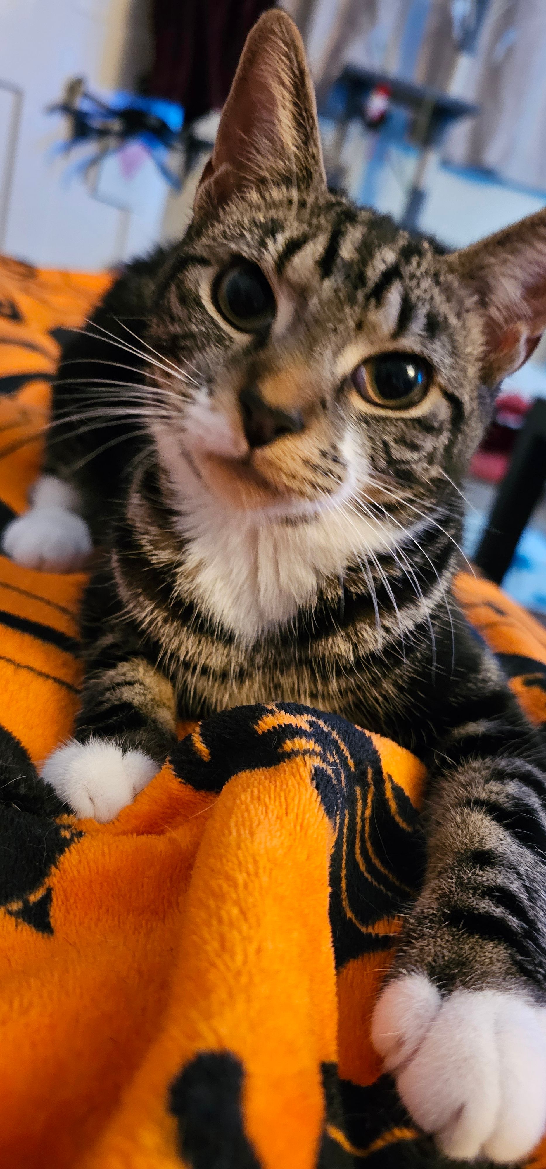 Socks - 436 Firbank Crescent, Warminster