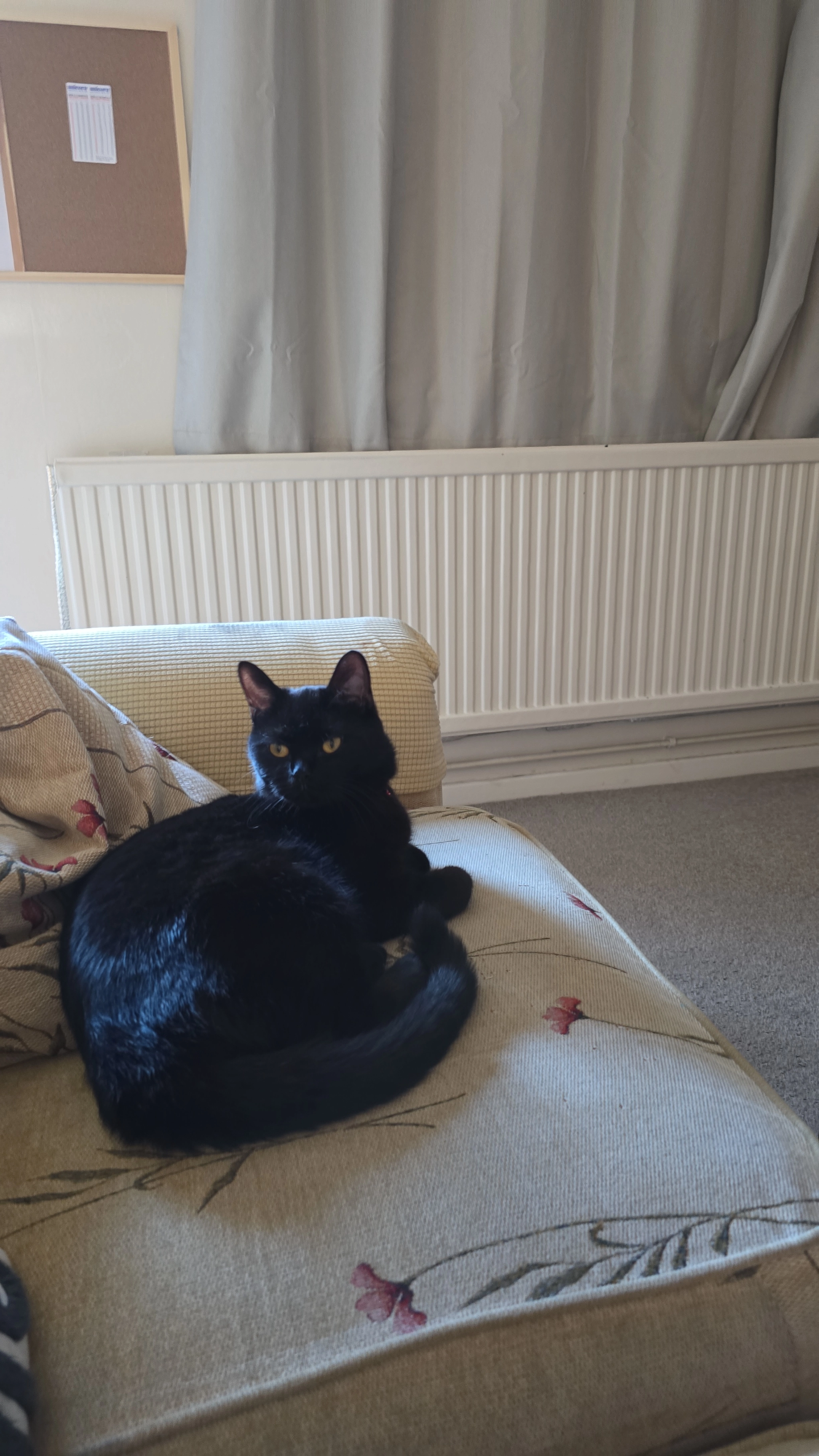 Sonny - Darcy Close, Bury Saint Edmunds