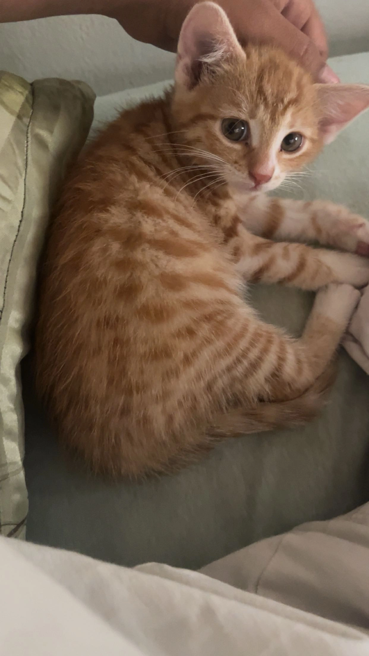 Rosie - Weißenbachgasse 2, Telfs