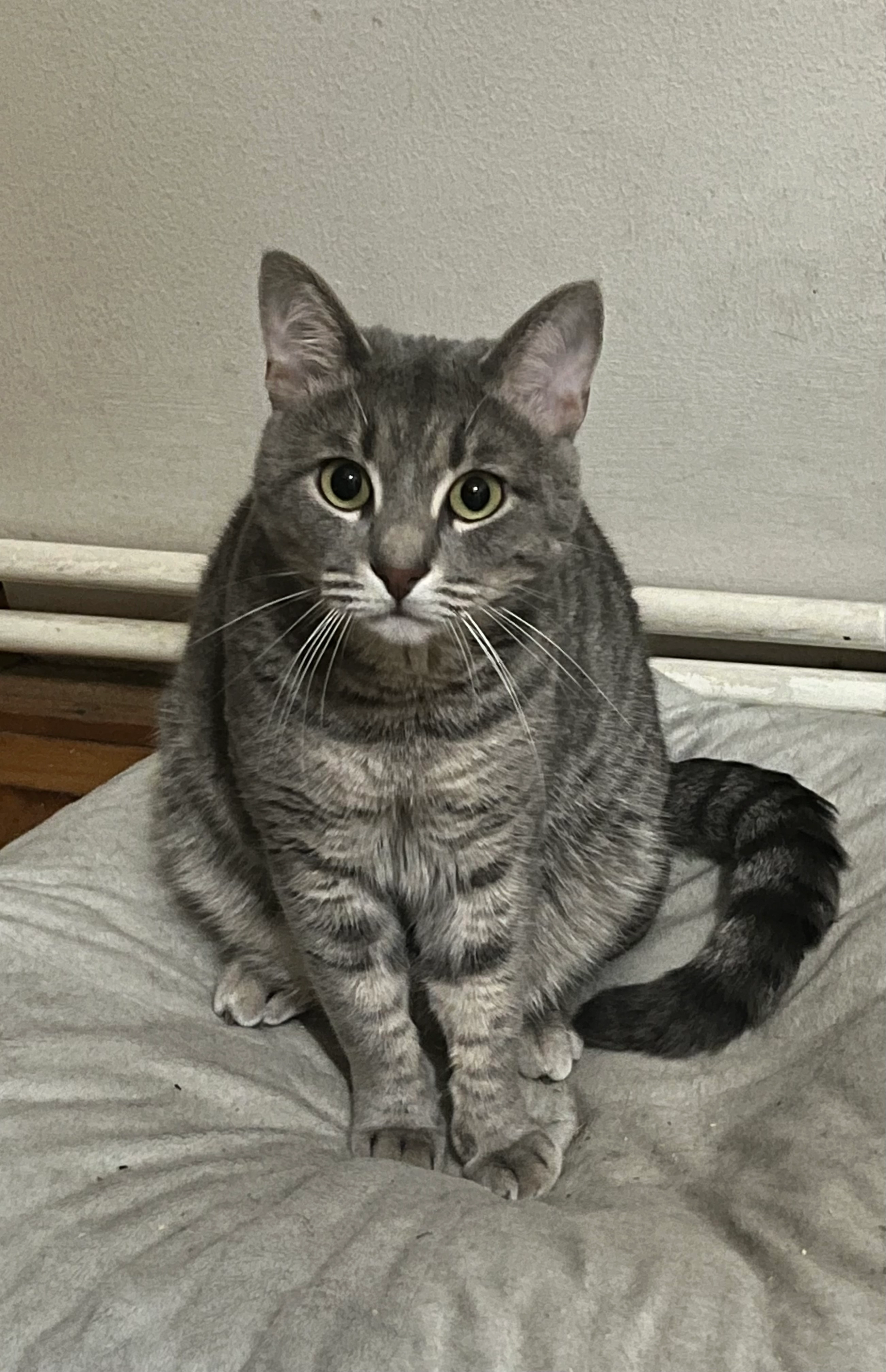 Cacu - Strada Atena, Bucharest