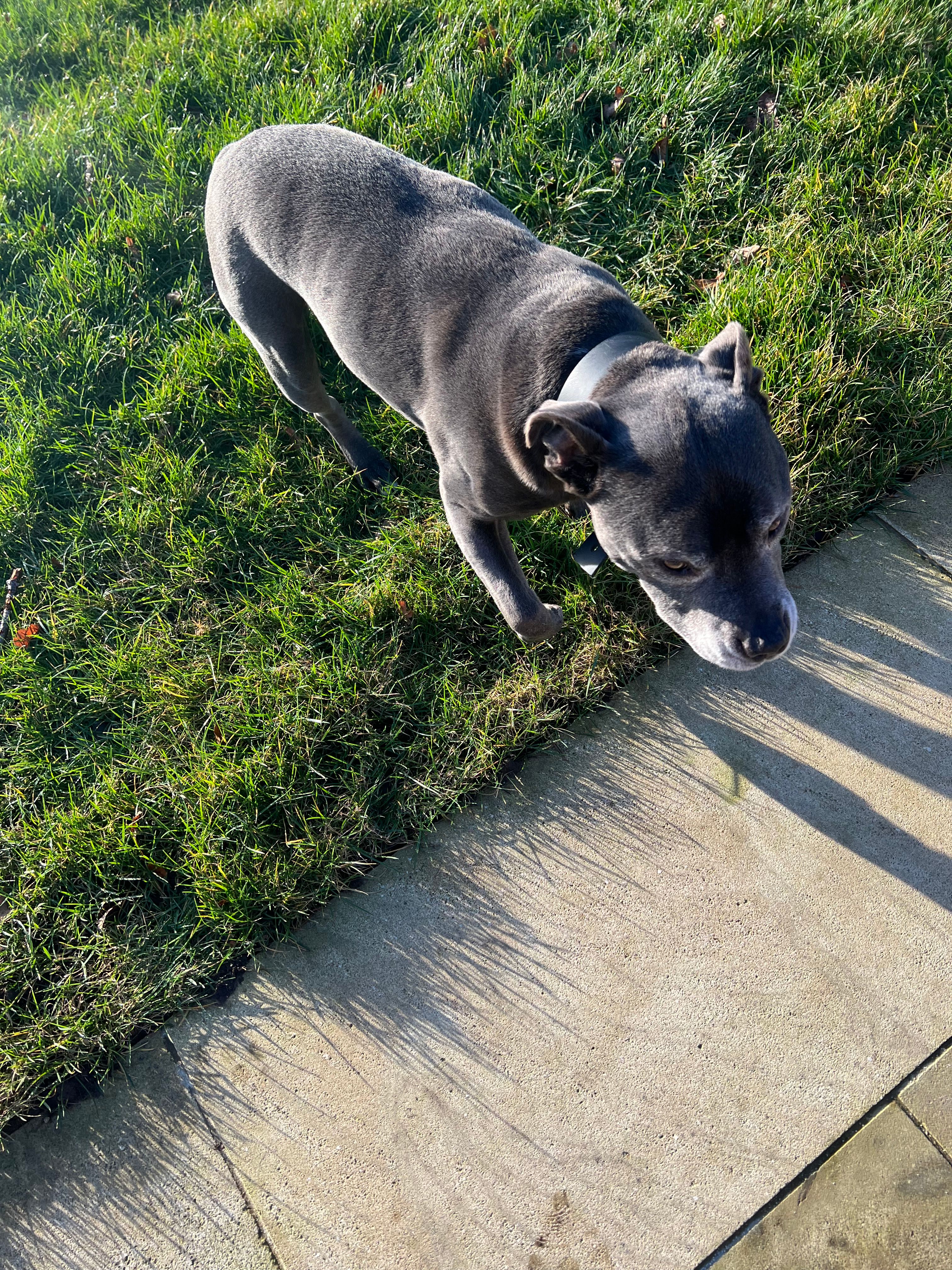 Bobby - SK9 7, Alderley Edge