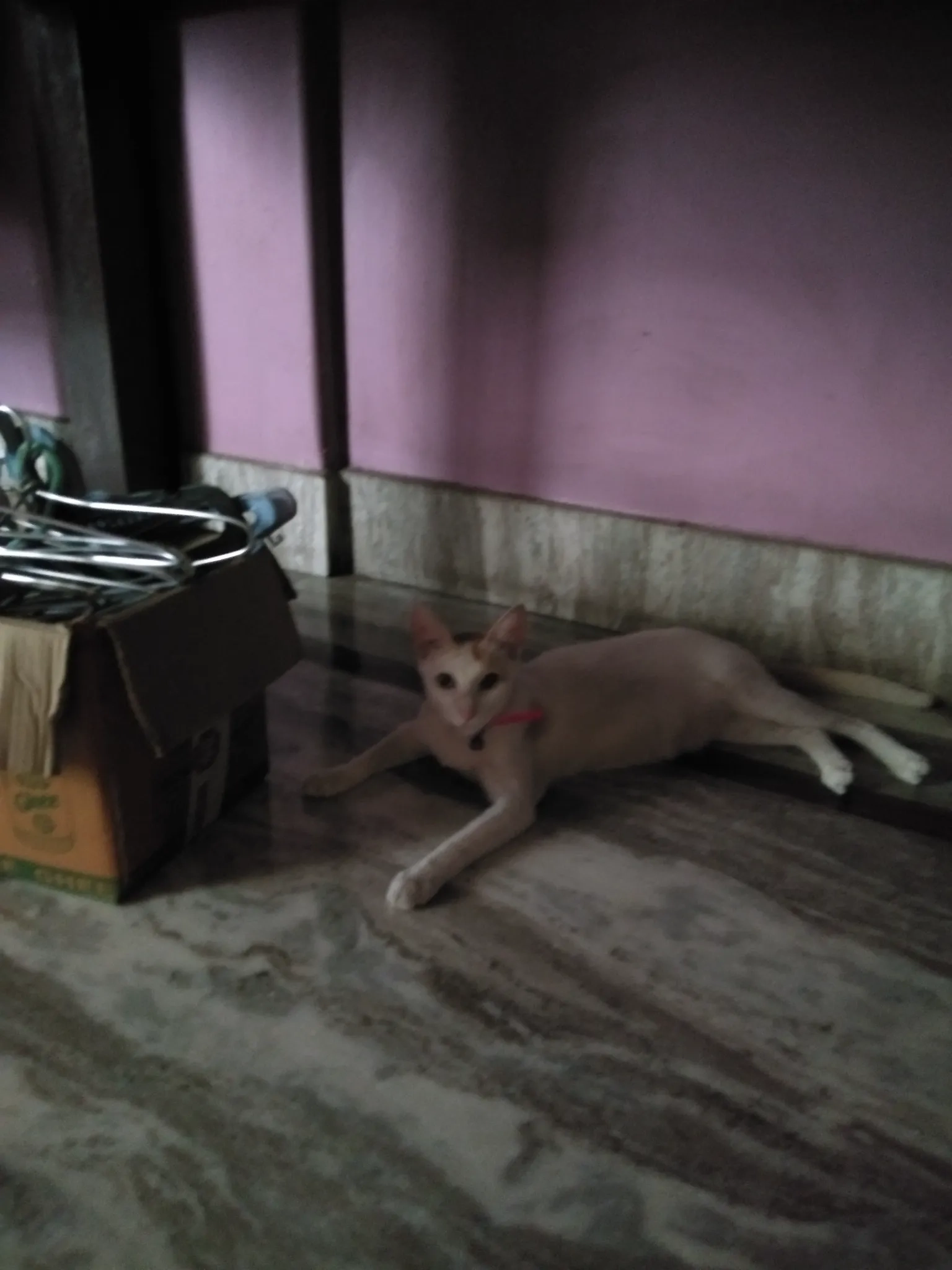 Sundori - Kankulia Road, Ballygunge