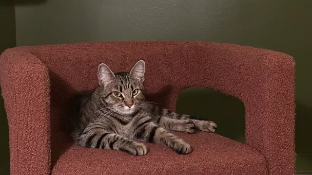 Charlie - 920 18th St, Santa Monica