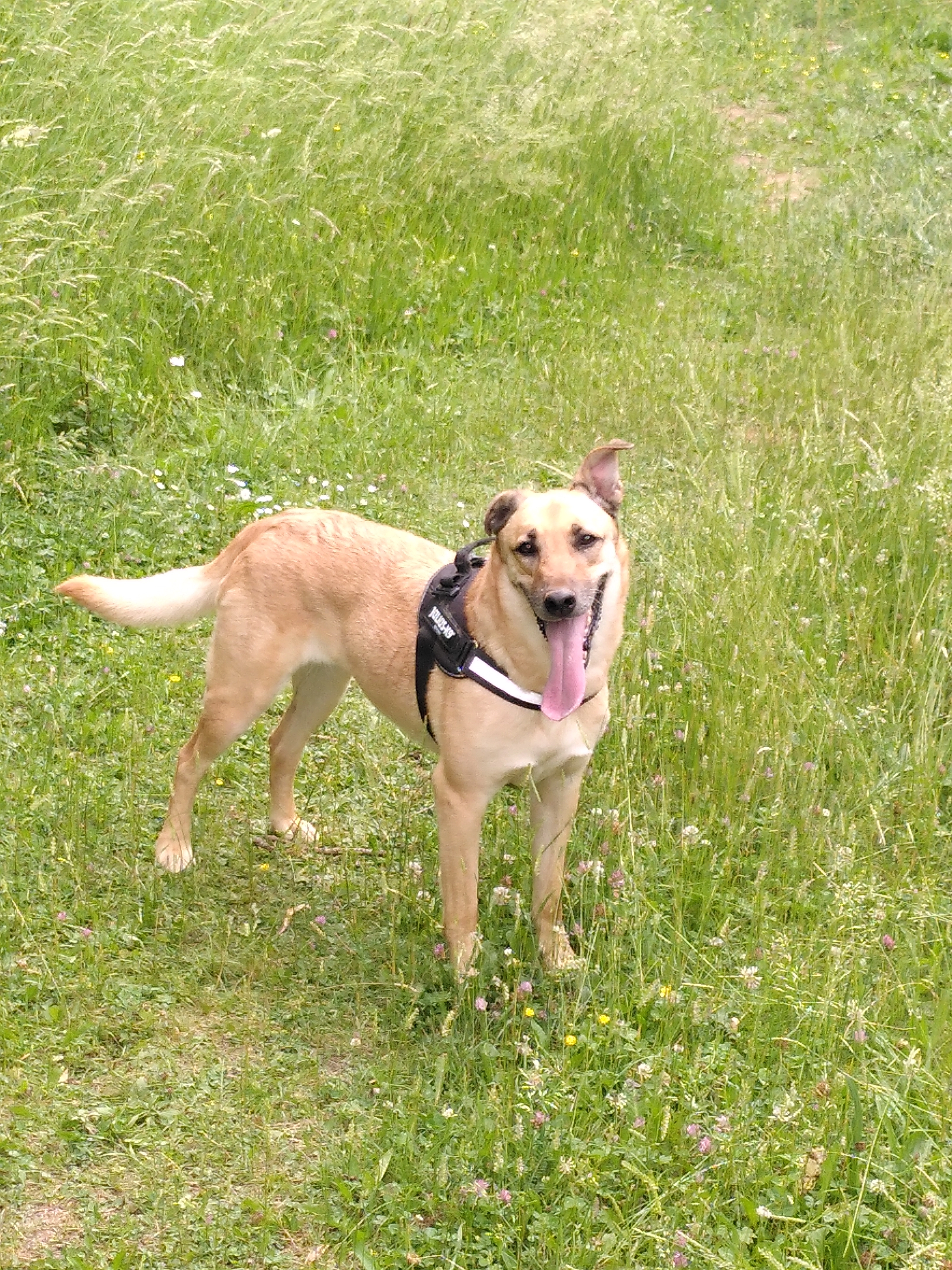 Louna - Impasse Des Fleurs, Miribel-Lanchâtre