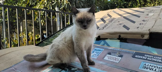 Prissy - 11717 Belhaven St, Los Angeles