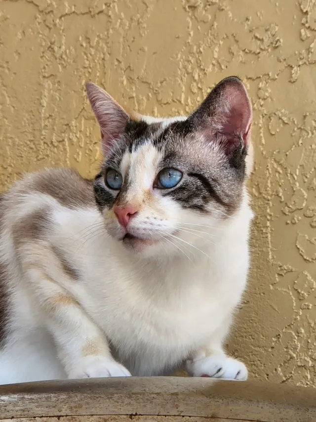Layla - Southeast 10th Street, Pompano Beach