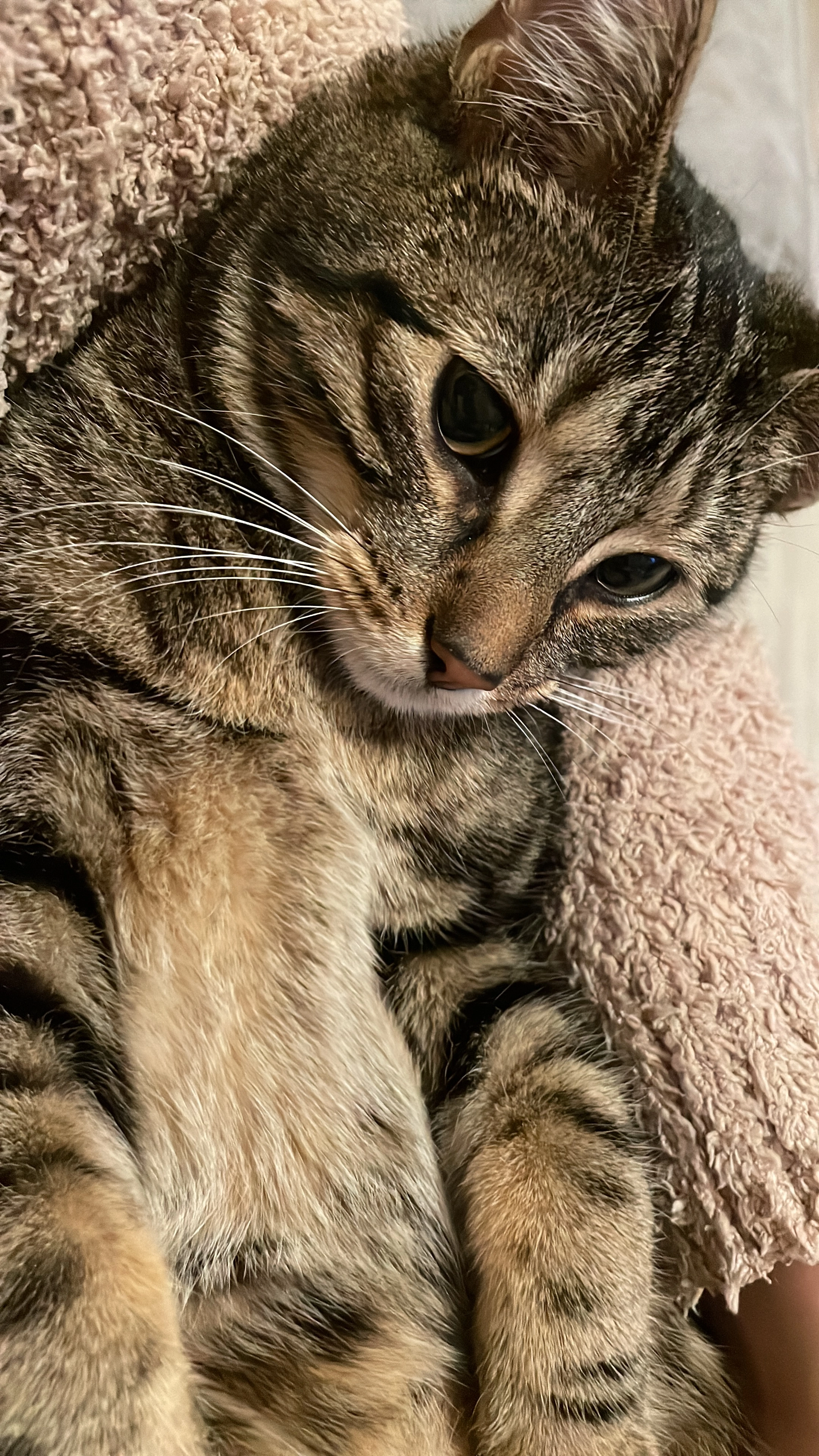 Djuma - Citerstraat, Rijswijk