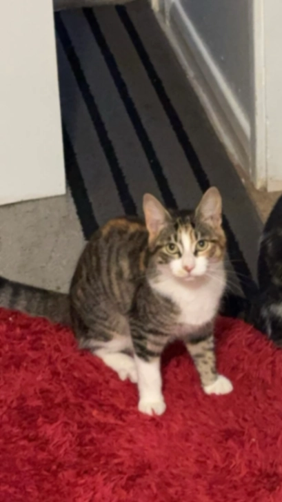 Masha - Soyer Court, Woking