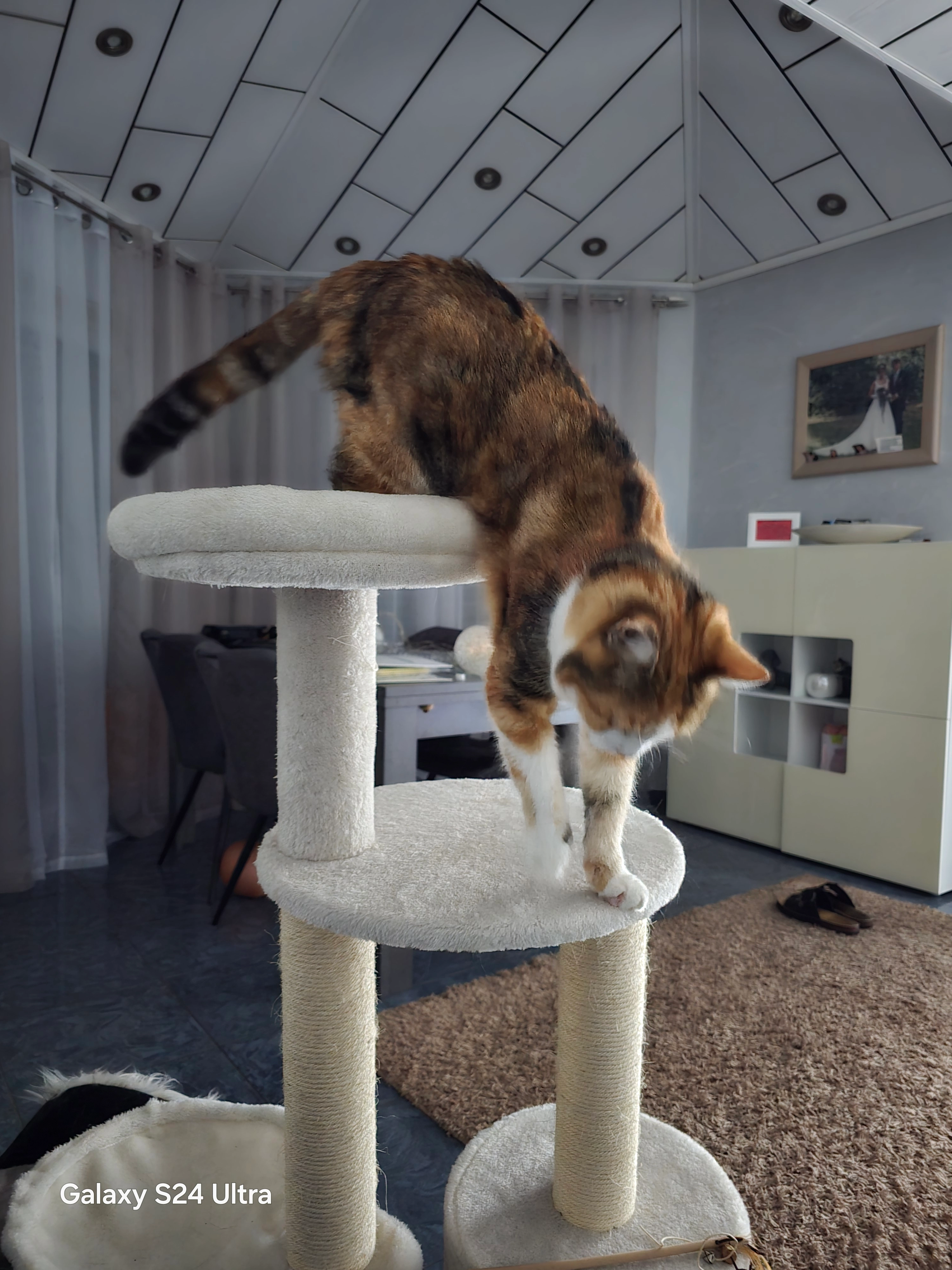 Kitty - Erlenring, Battenberg