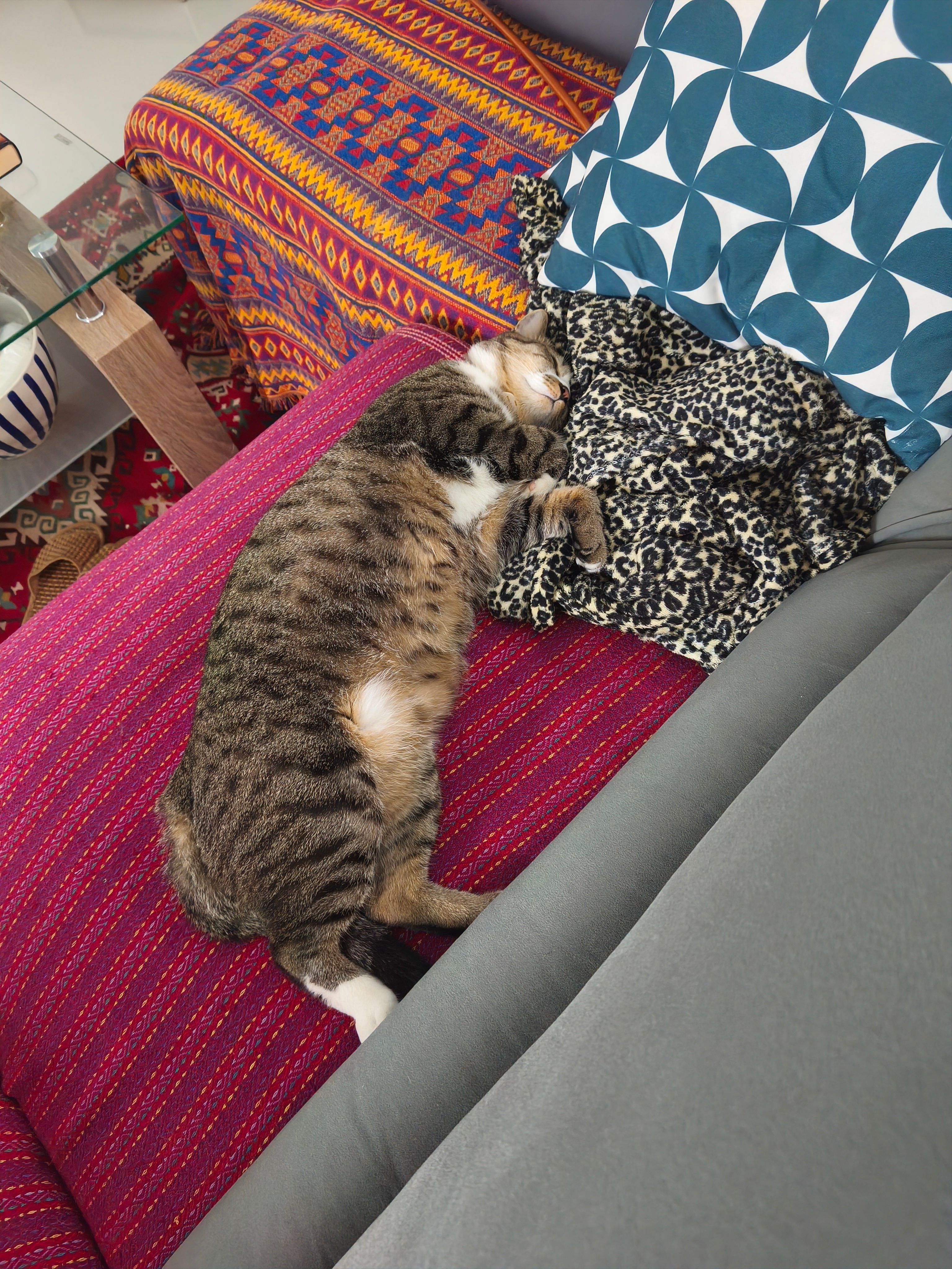 Tabby cat name Mew mew - 77110, Hua Hin