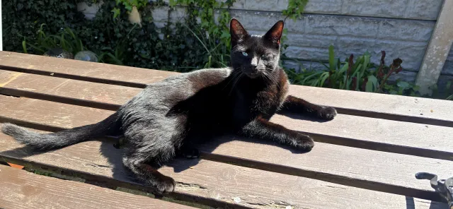 Pepper - Clifton Road, Southport