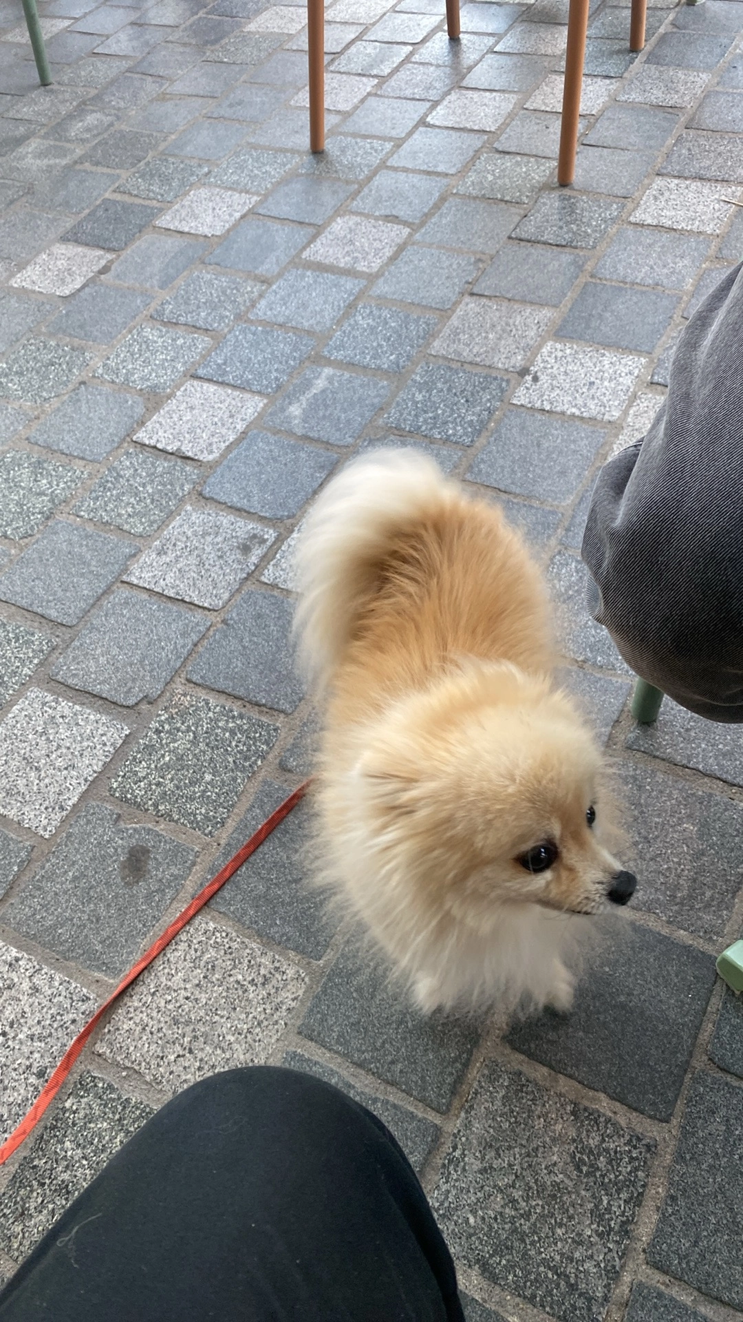 Stich  - Alfons Van Heelaan, Lo-Reninge