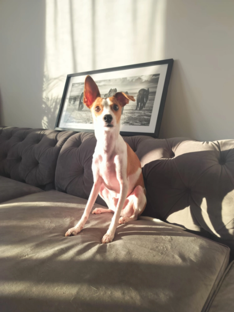 Ace - Skogsstigen, Nacka