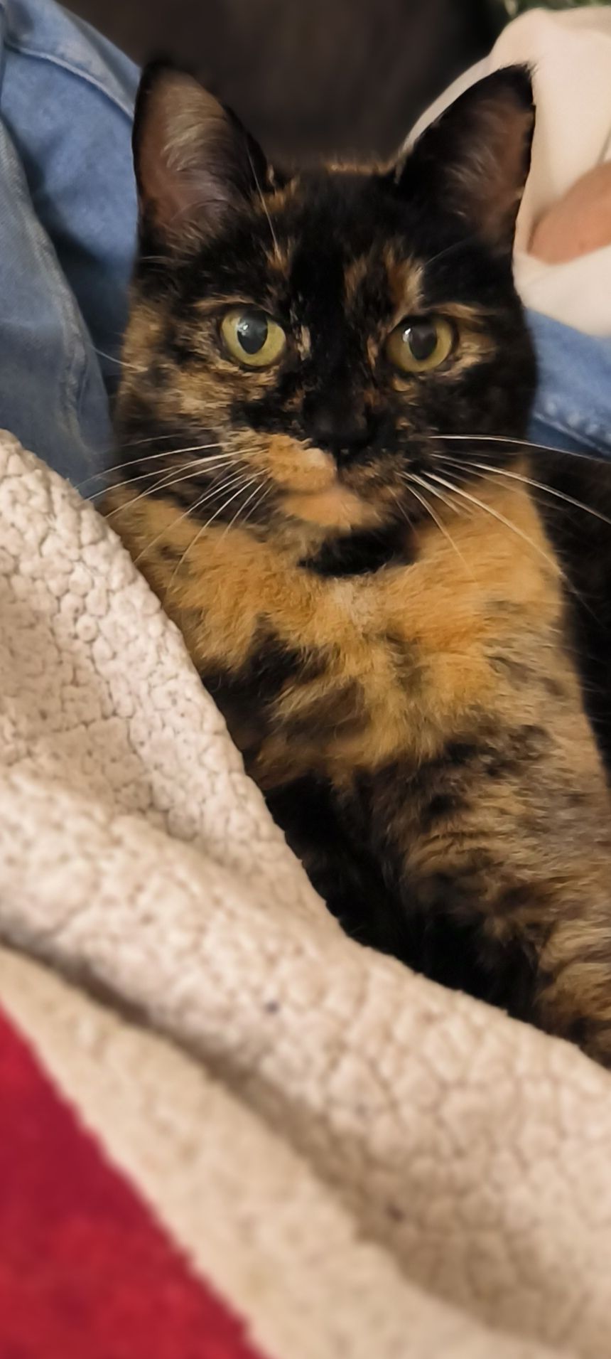 Kimie - 62 Rue des Farigoules, Istres