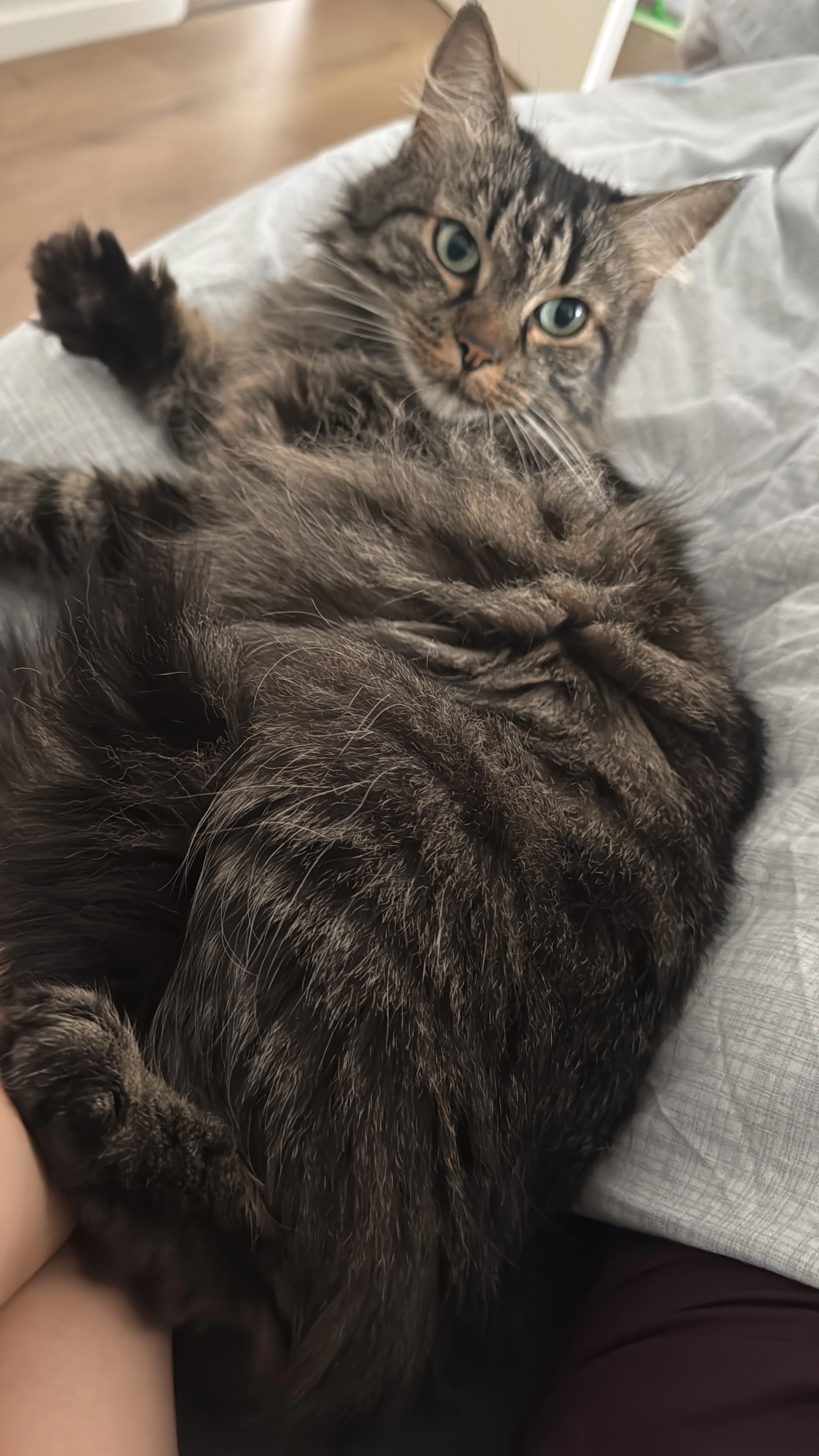 Izzy - Buersche Straße, Osnabrück