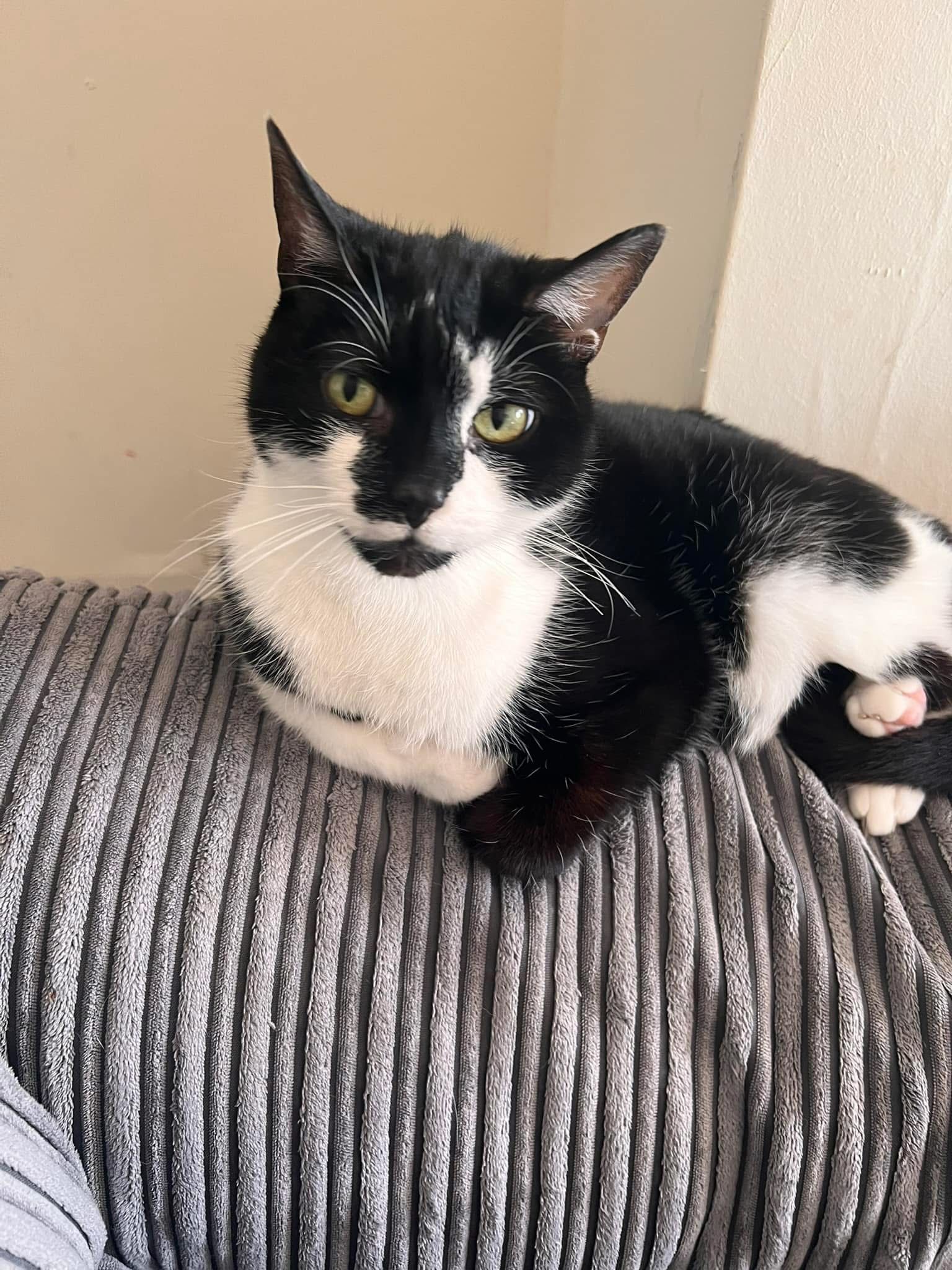 Patch - Maryburn Road, Dalkeith