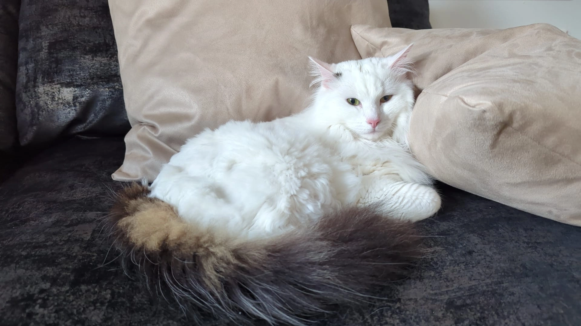 Loki - 33A Beltonfoot Way, Wishaw