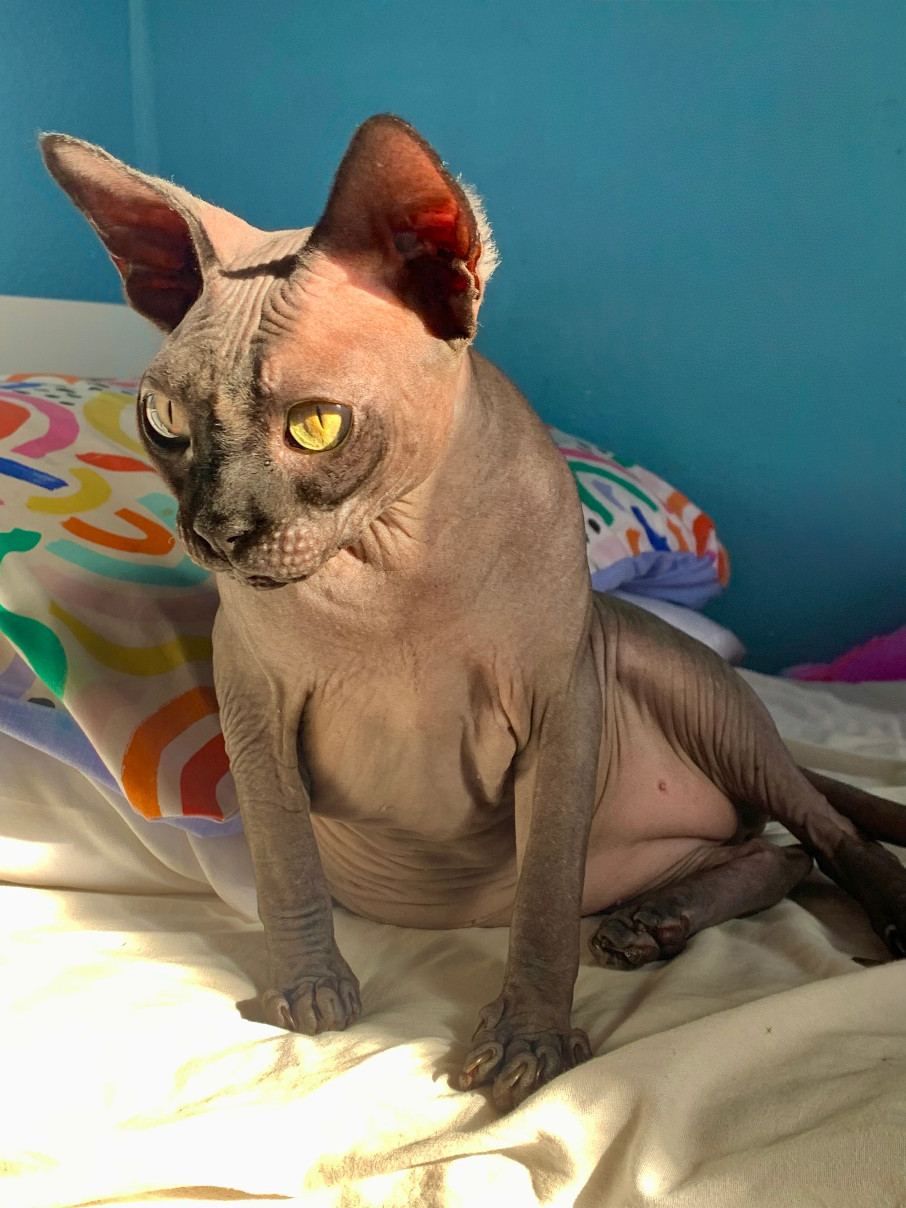 Hadaka - East Damwood Road, Liverpool