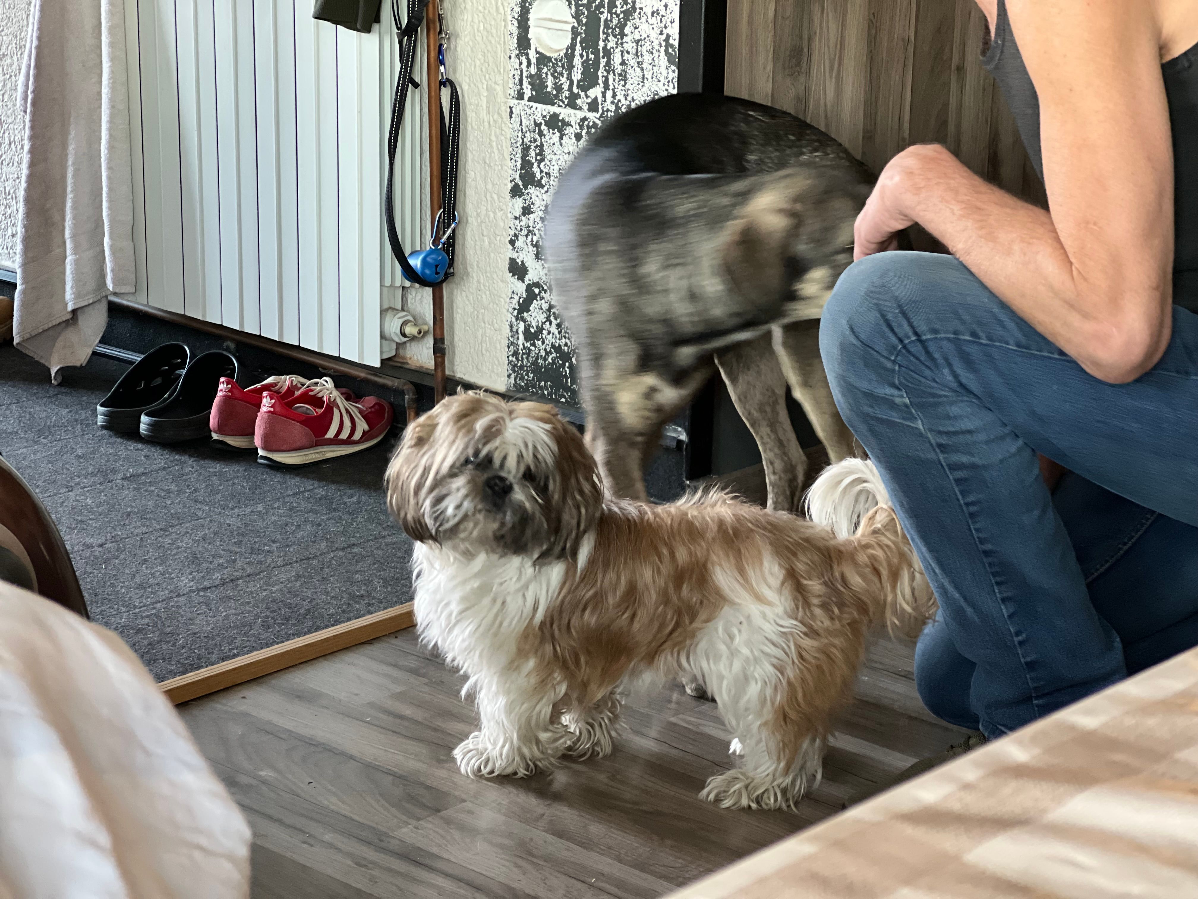 Pepe - 2186, Kraljevec na Sutli